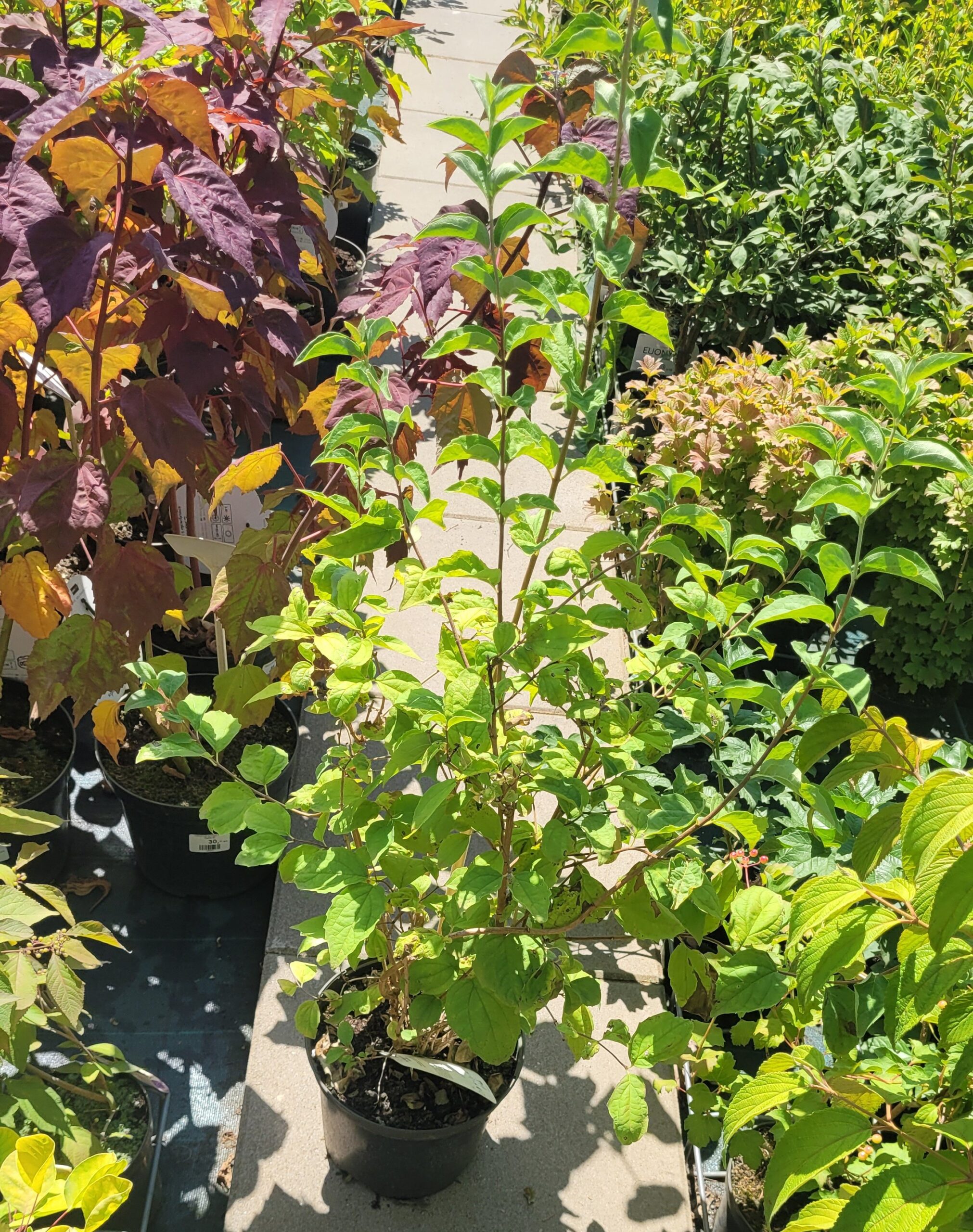 JAŚMINOWIEC VIRGINAL - 4