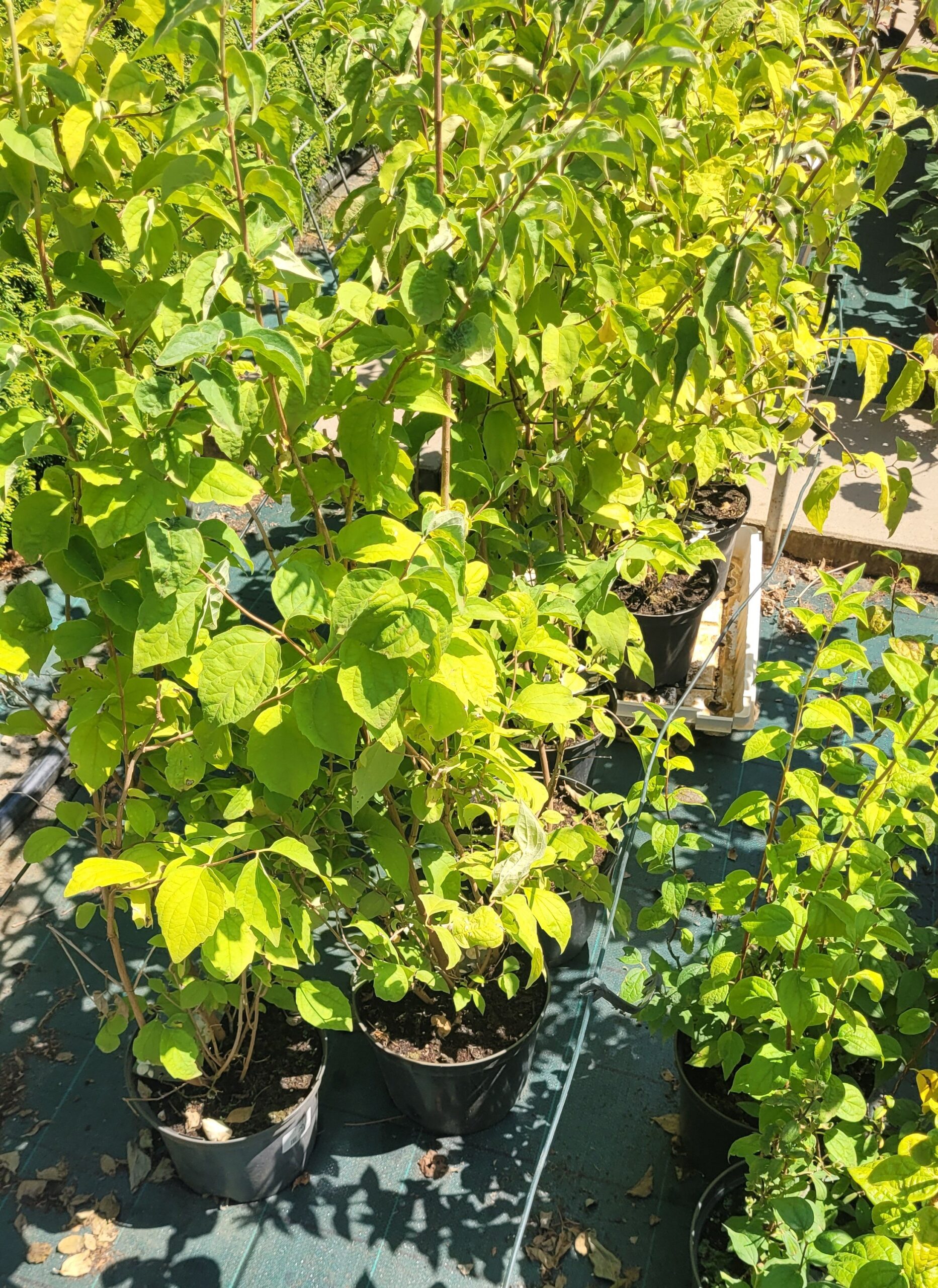 JAŚMINOWIEC VIRGINAL - 5