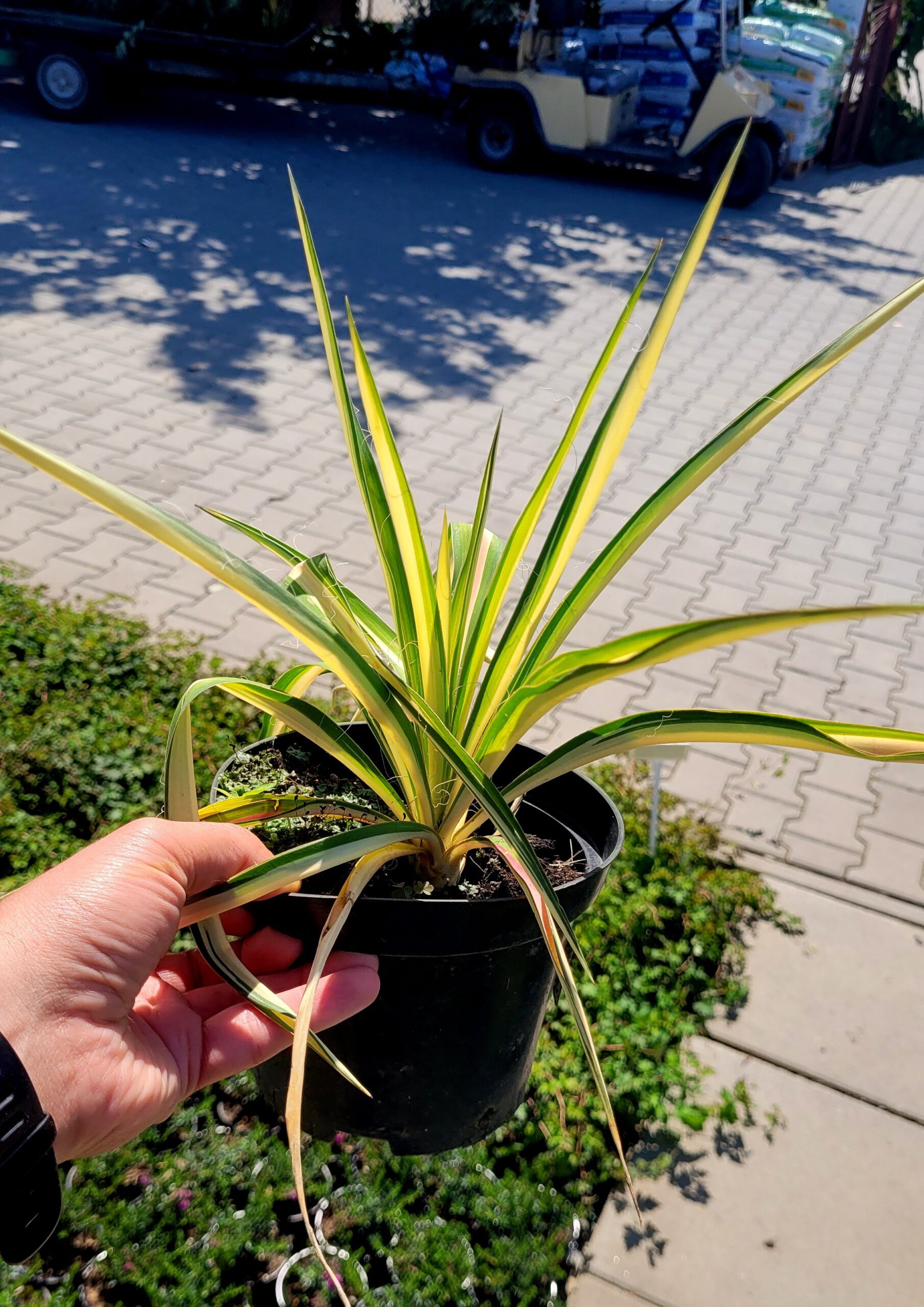 Juka yucca karolińska COLOR GUARD - 2