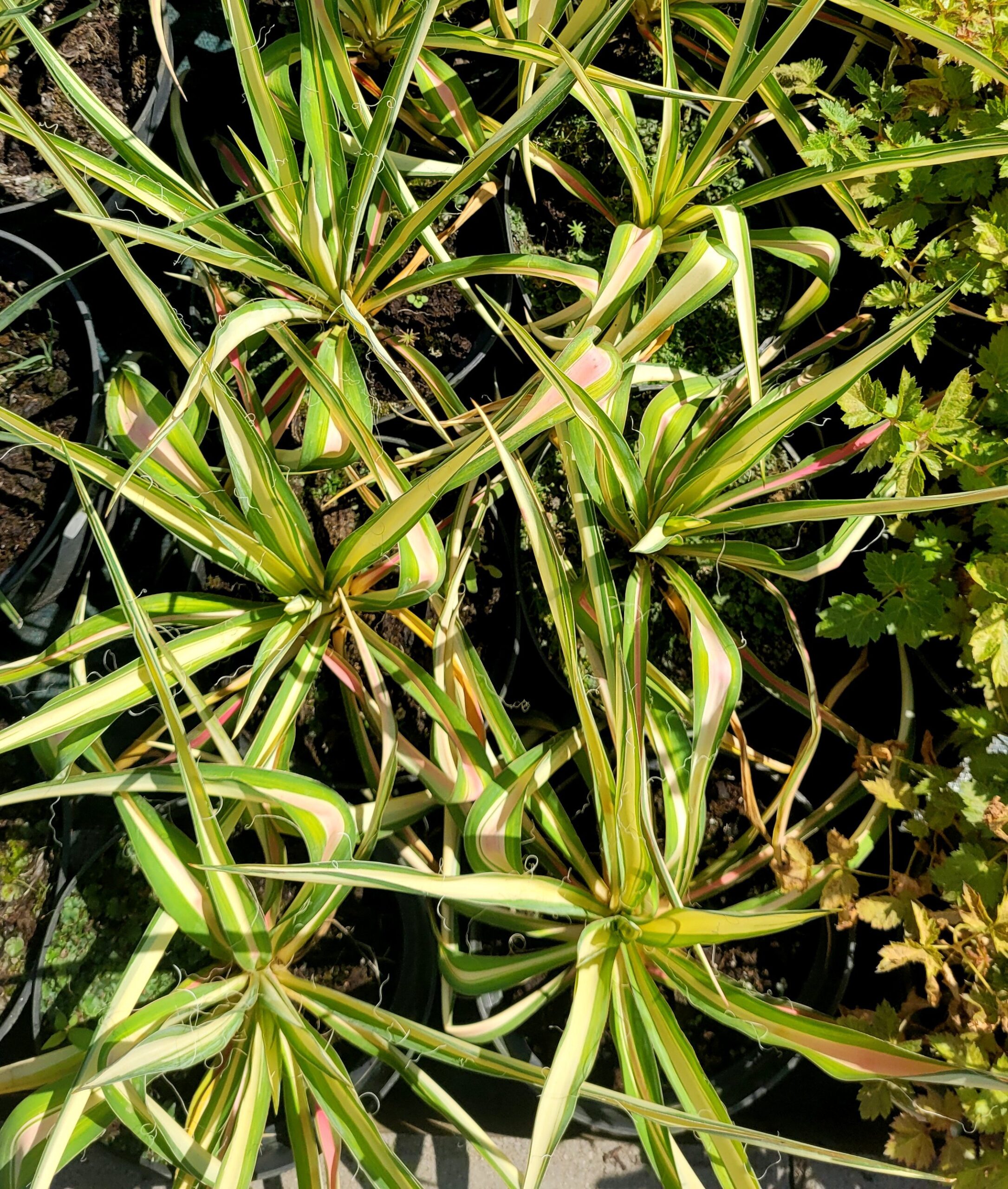 Juka yucca karolińska COLOR GUARD - 3