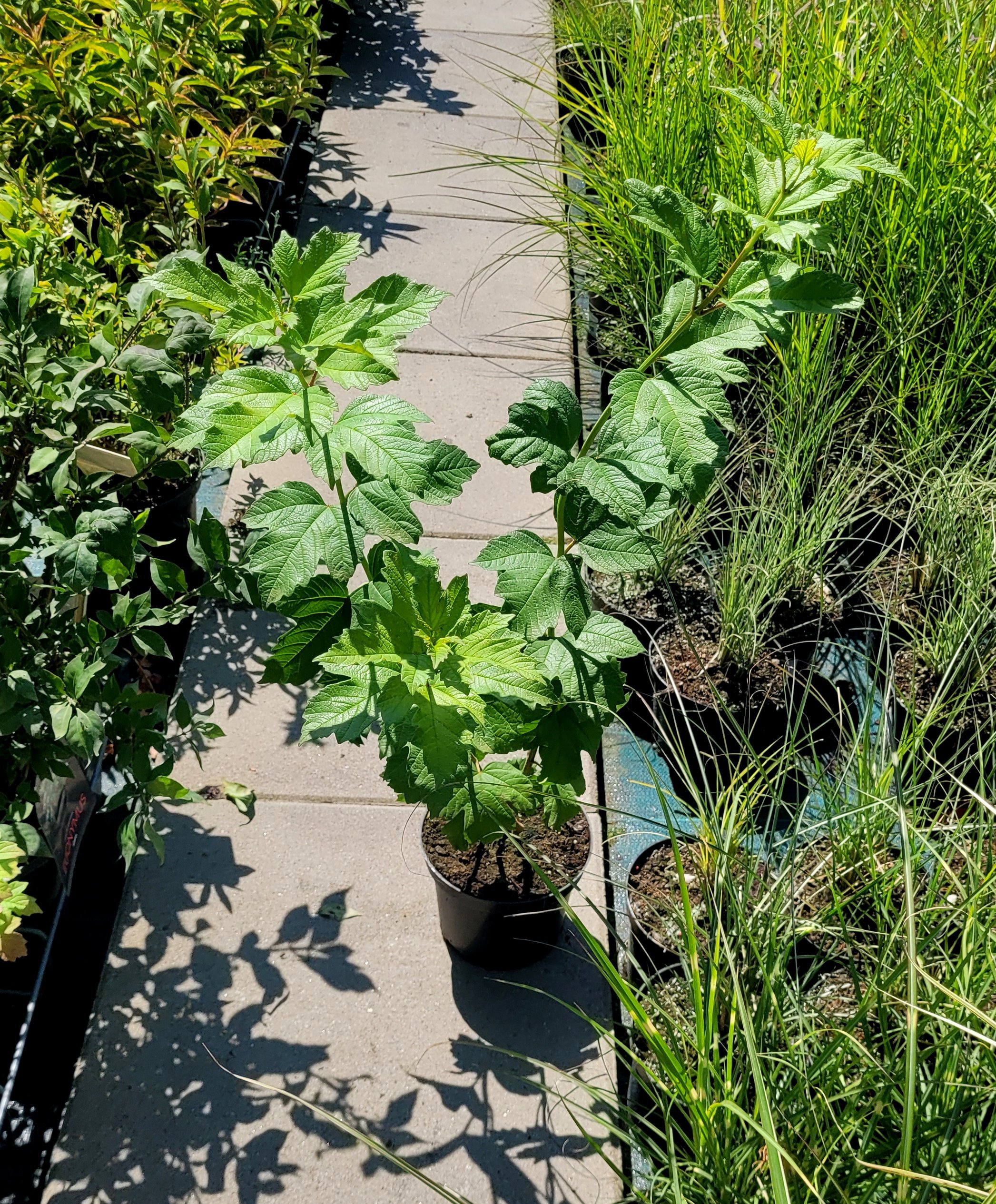 KALINA koralowa ROSEUM - 5