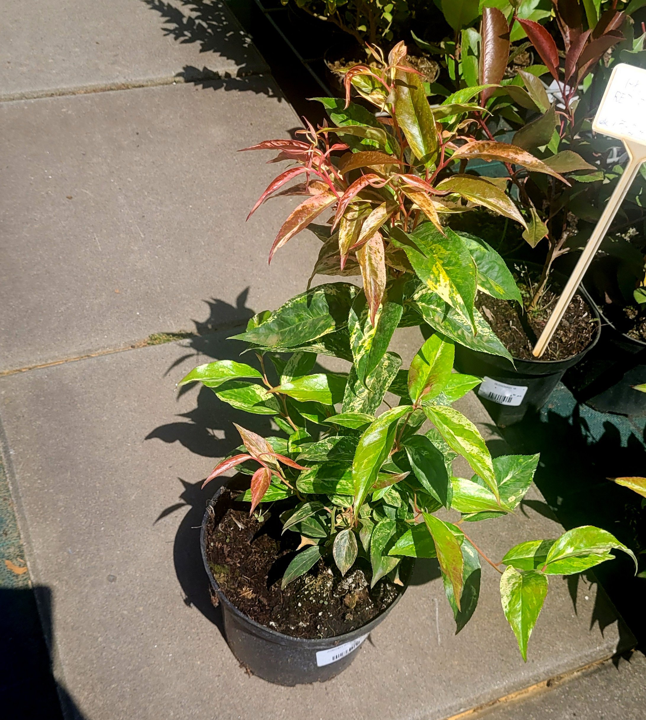 Kiścień wawrzynowy RAINBOW - 5