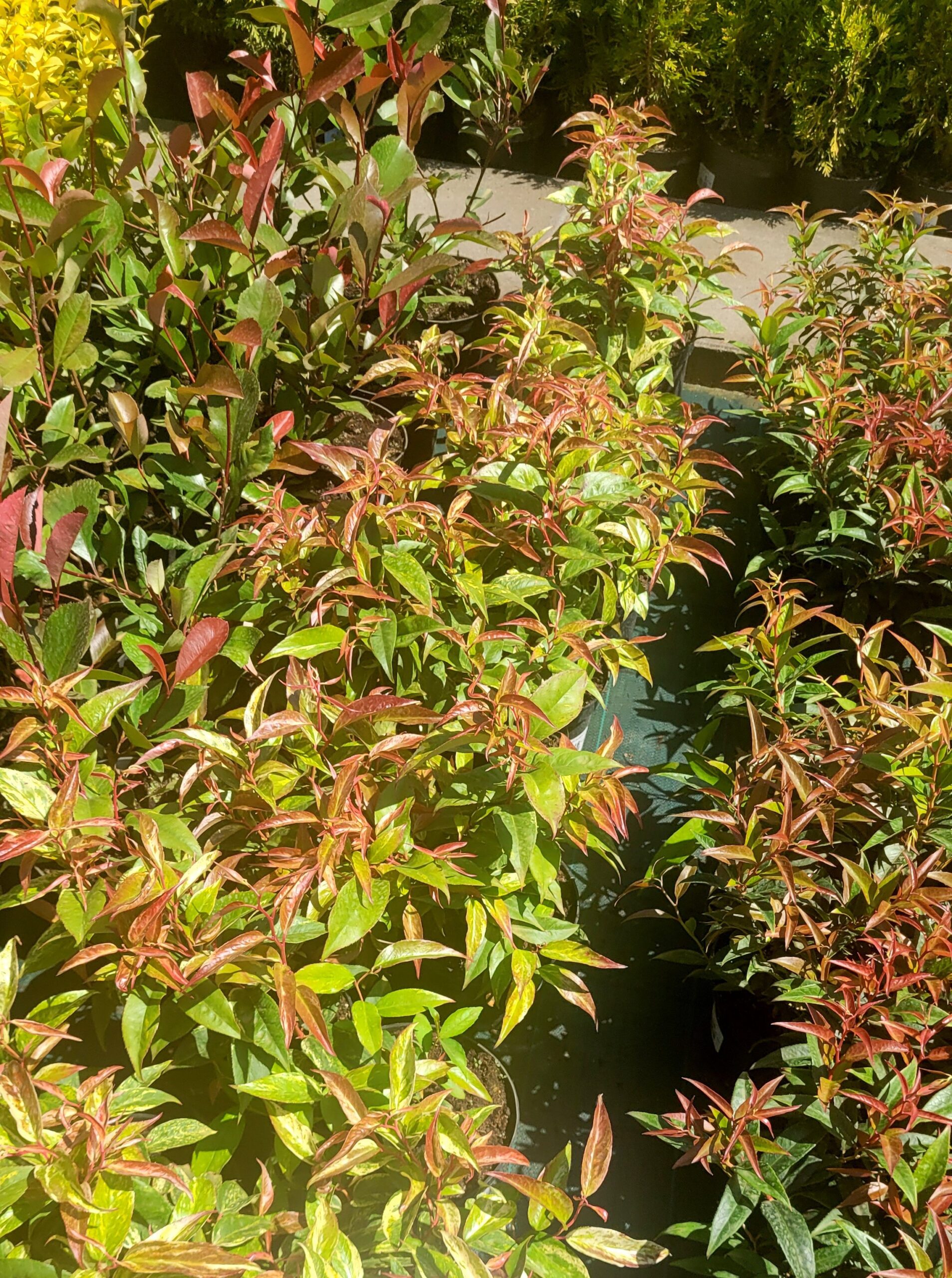 Kiścień wawrzynowy RAINBOW - 6