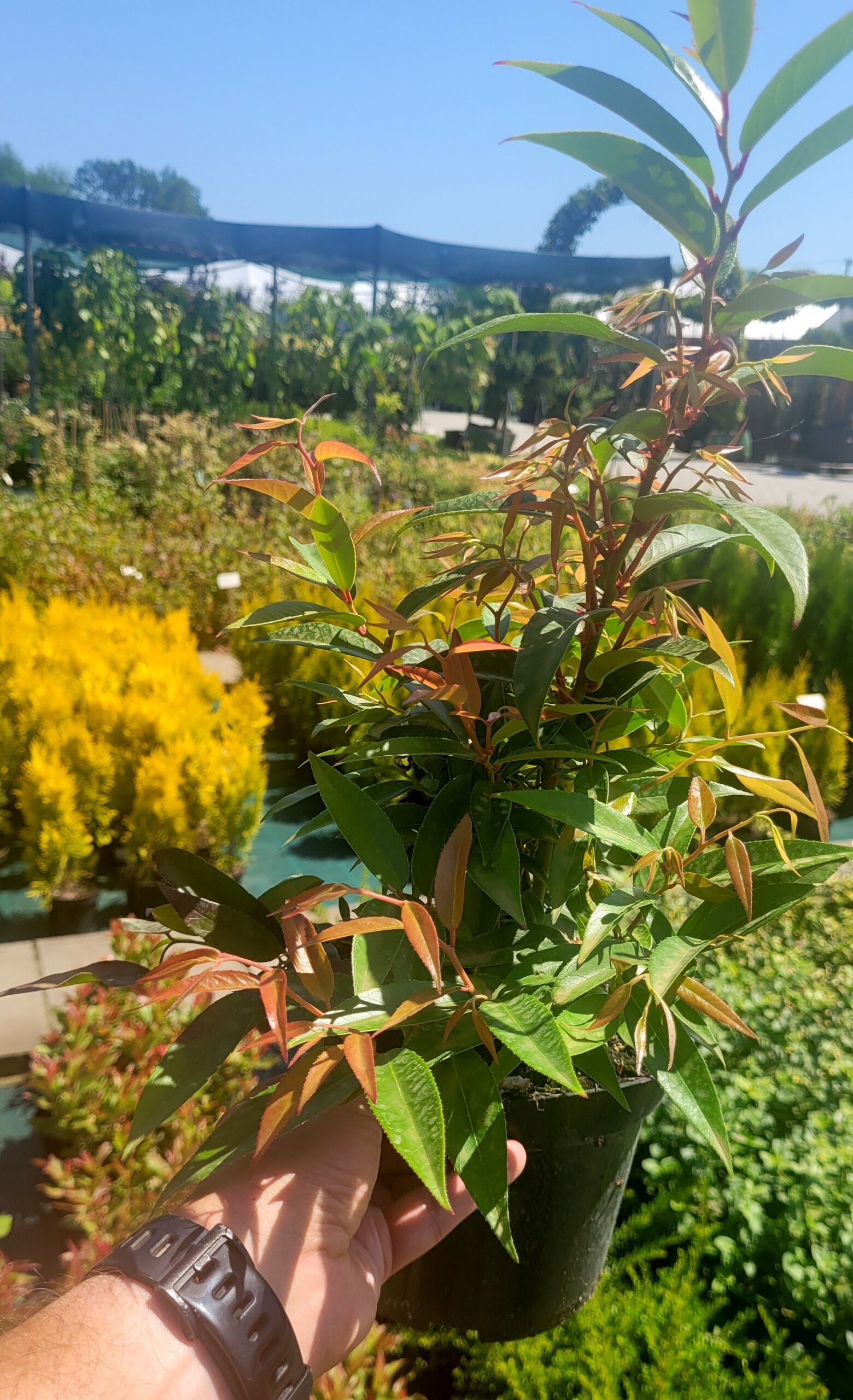 Kiścień wawrzynowy ROYAL RUBY - 4