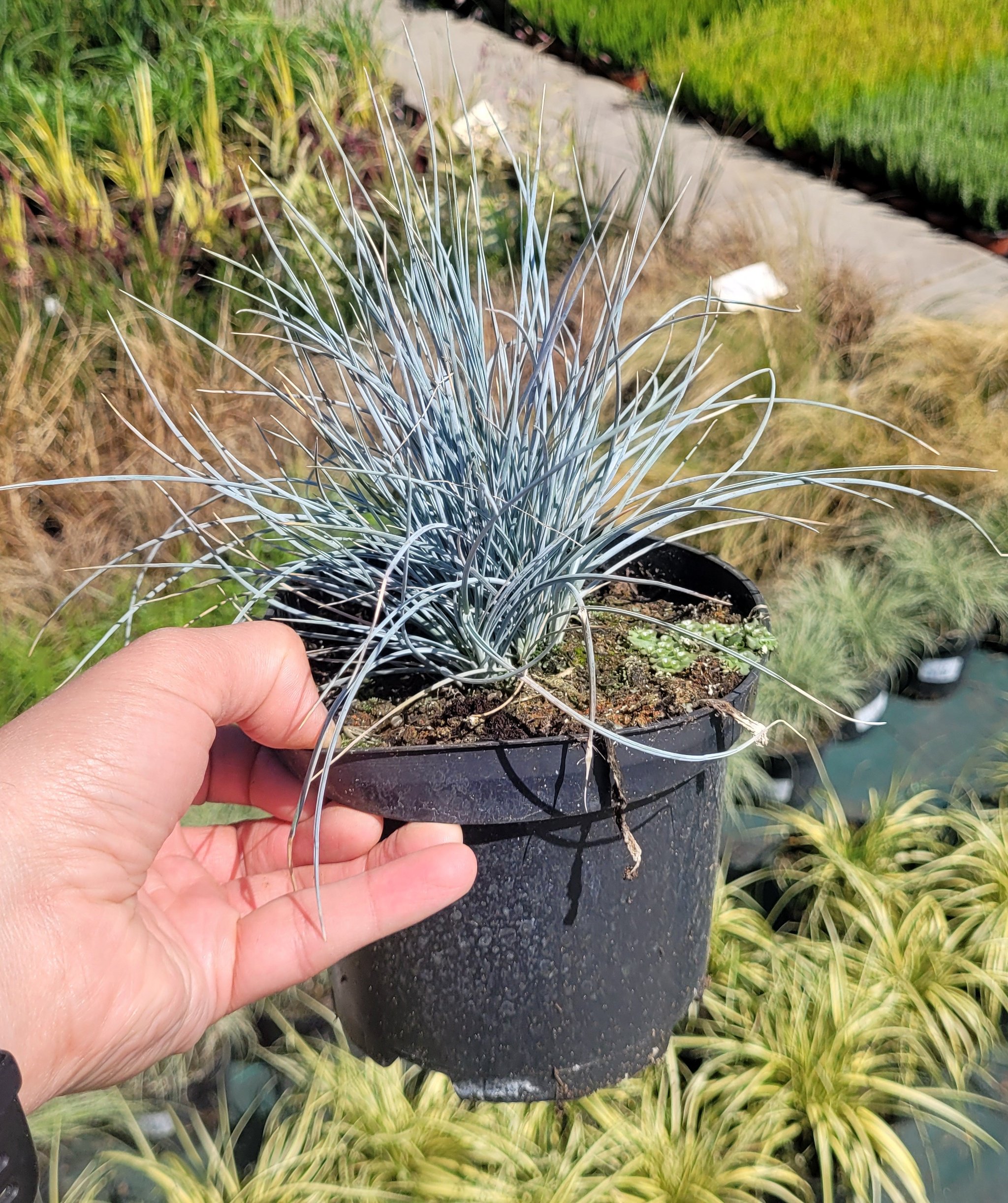 Trawa KOSTRZEWA ELIJAH BLUE - 4