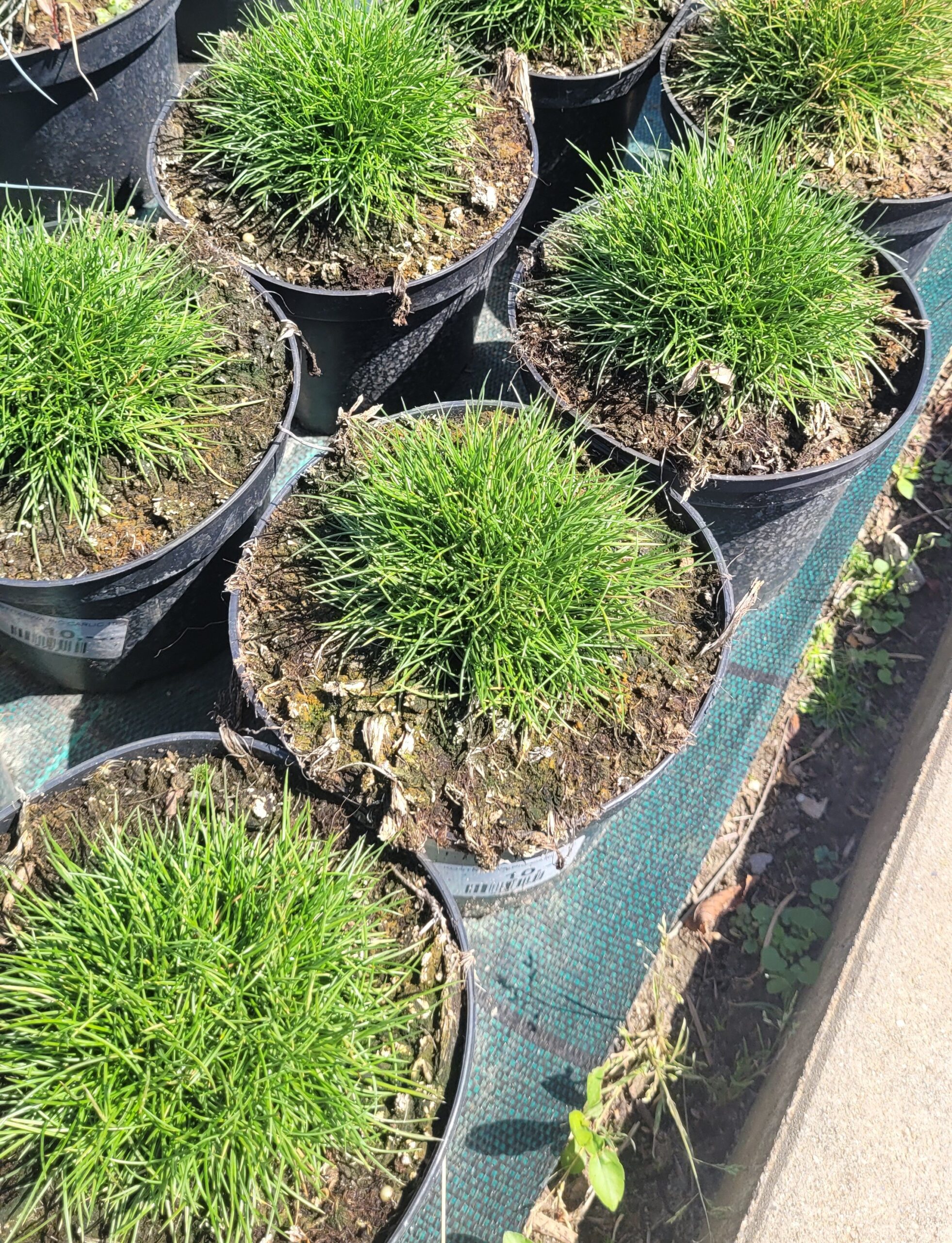 Kostrzewa gautiera PIC CARLIT - 4