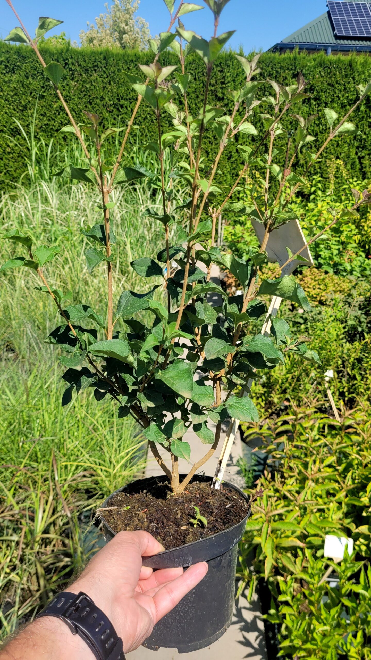 Lilak bez DARK PURPLE - 3