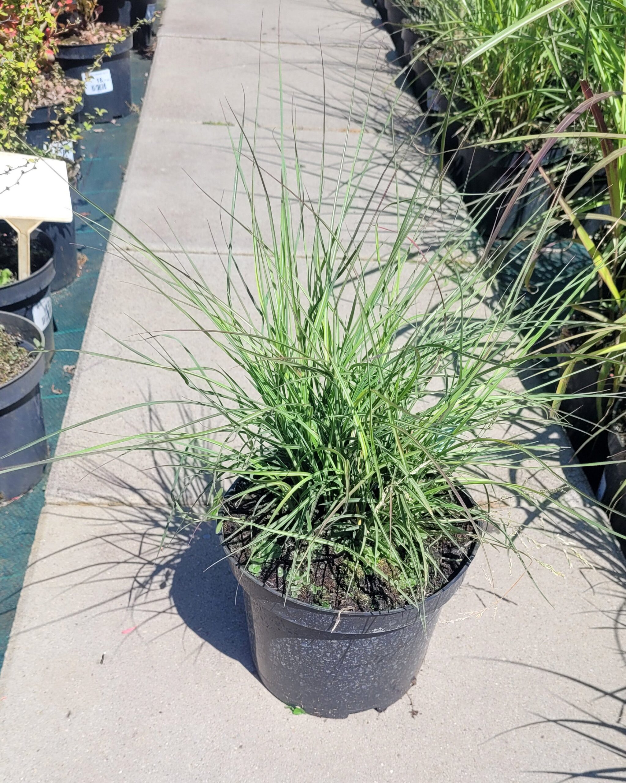 Trawa miskant CUTE ONE - 4