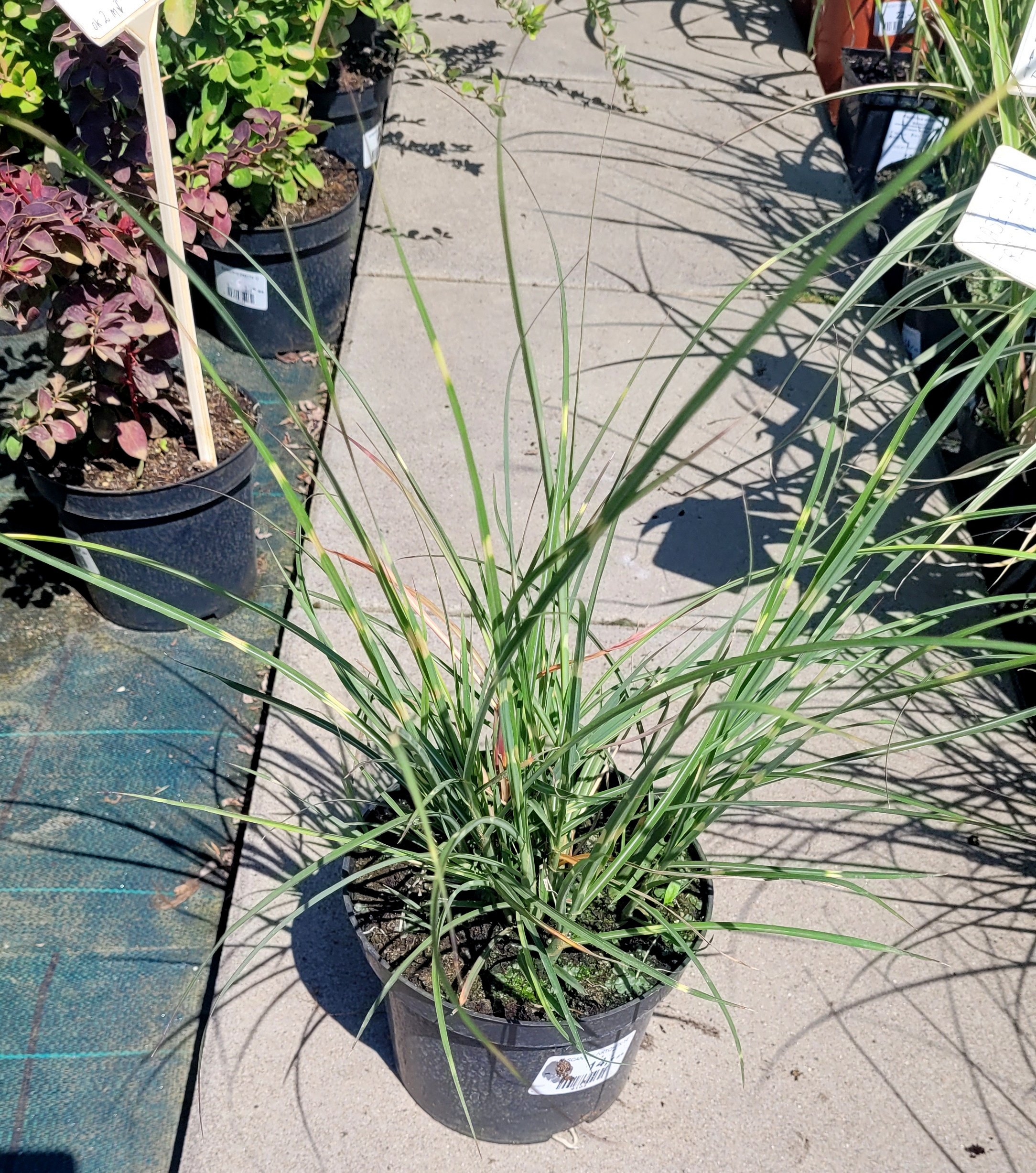 MISKANT CHIŃSKI PUNKTCHEN - 5