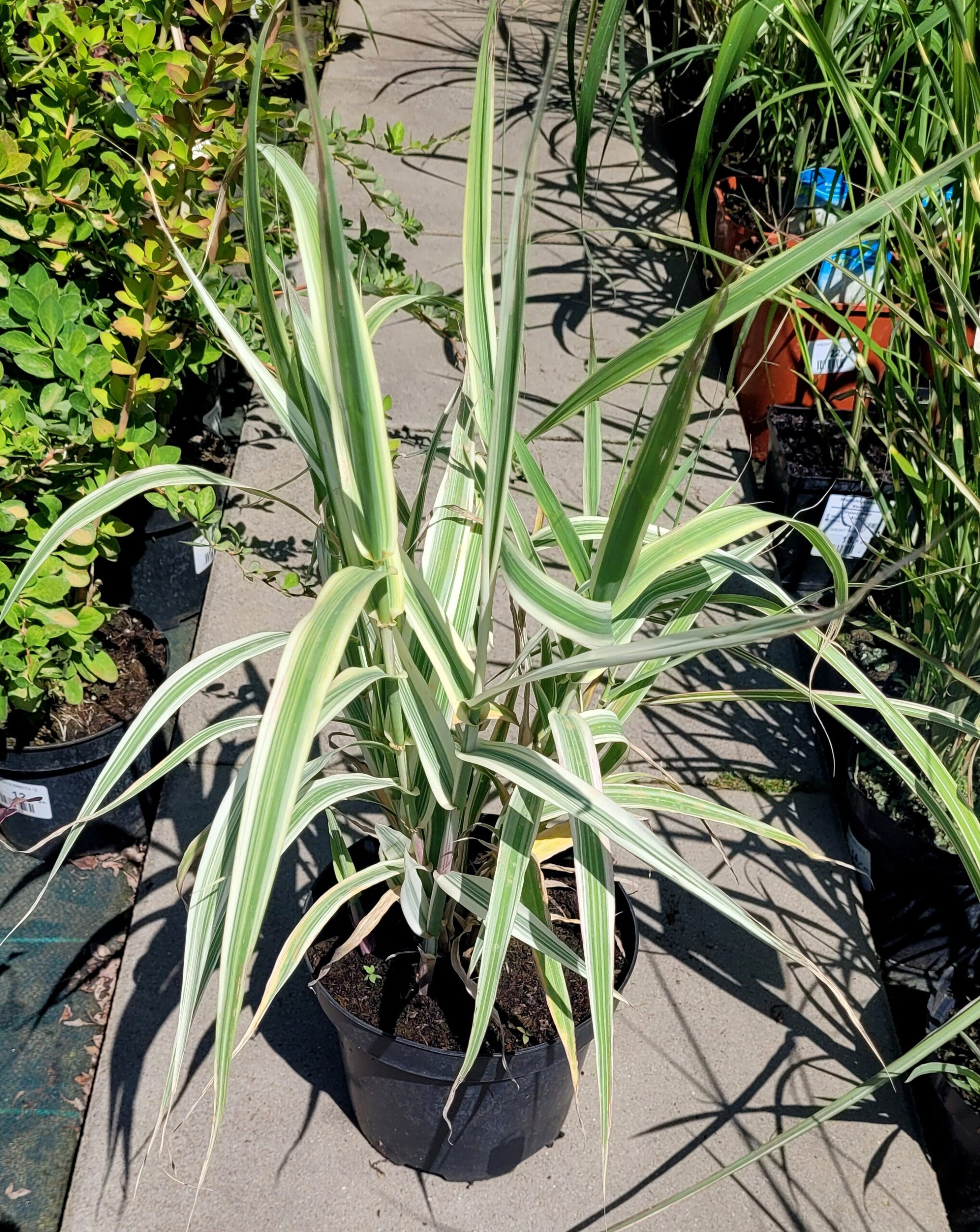 MISKANT CHIŃSKI VARIEGATUS - 5