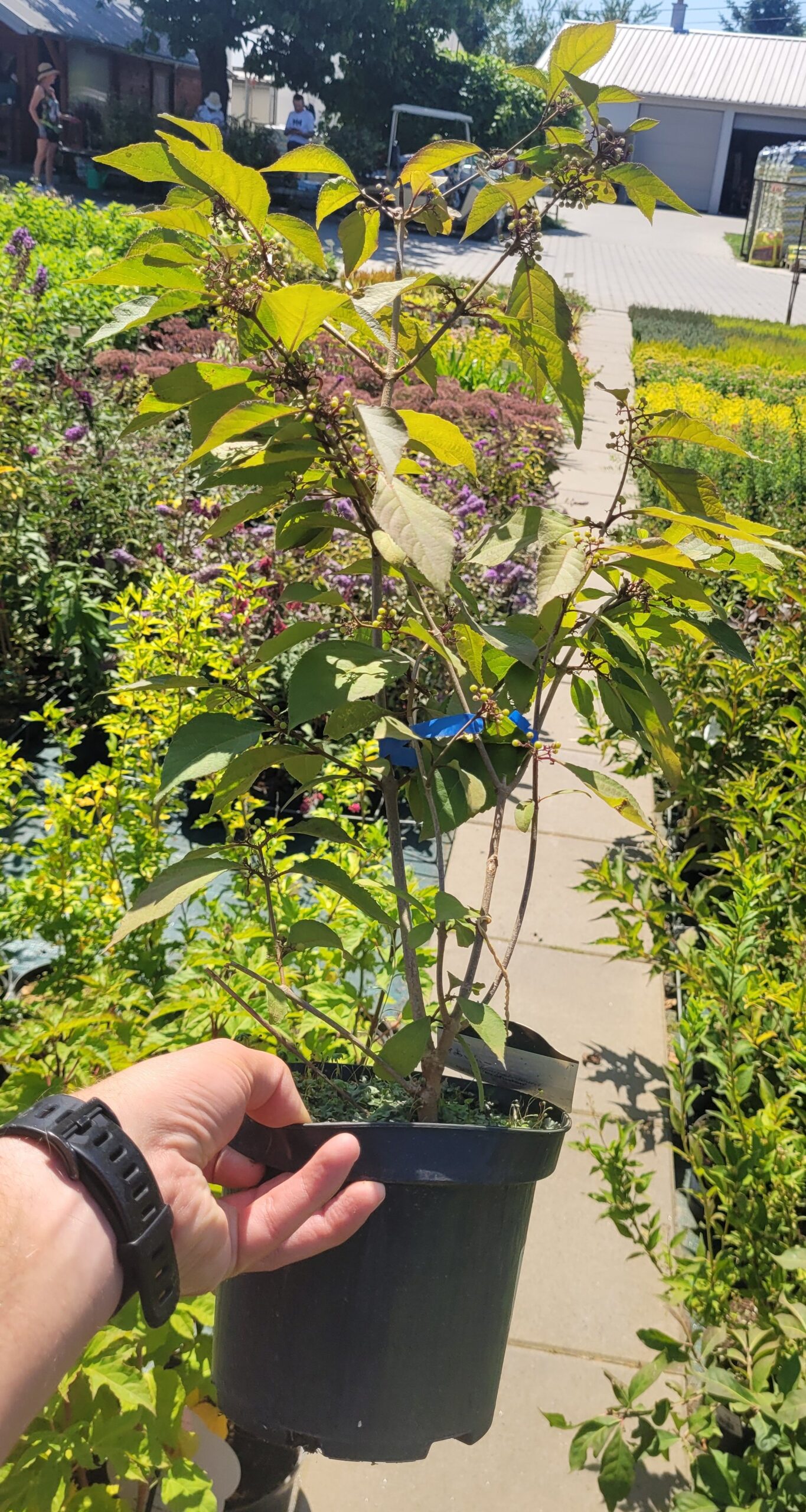 Pięknotka Bodiniera PROFUSION - 5