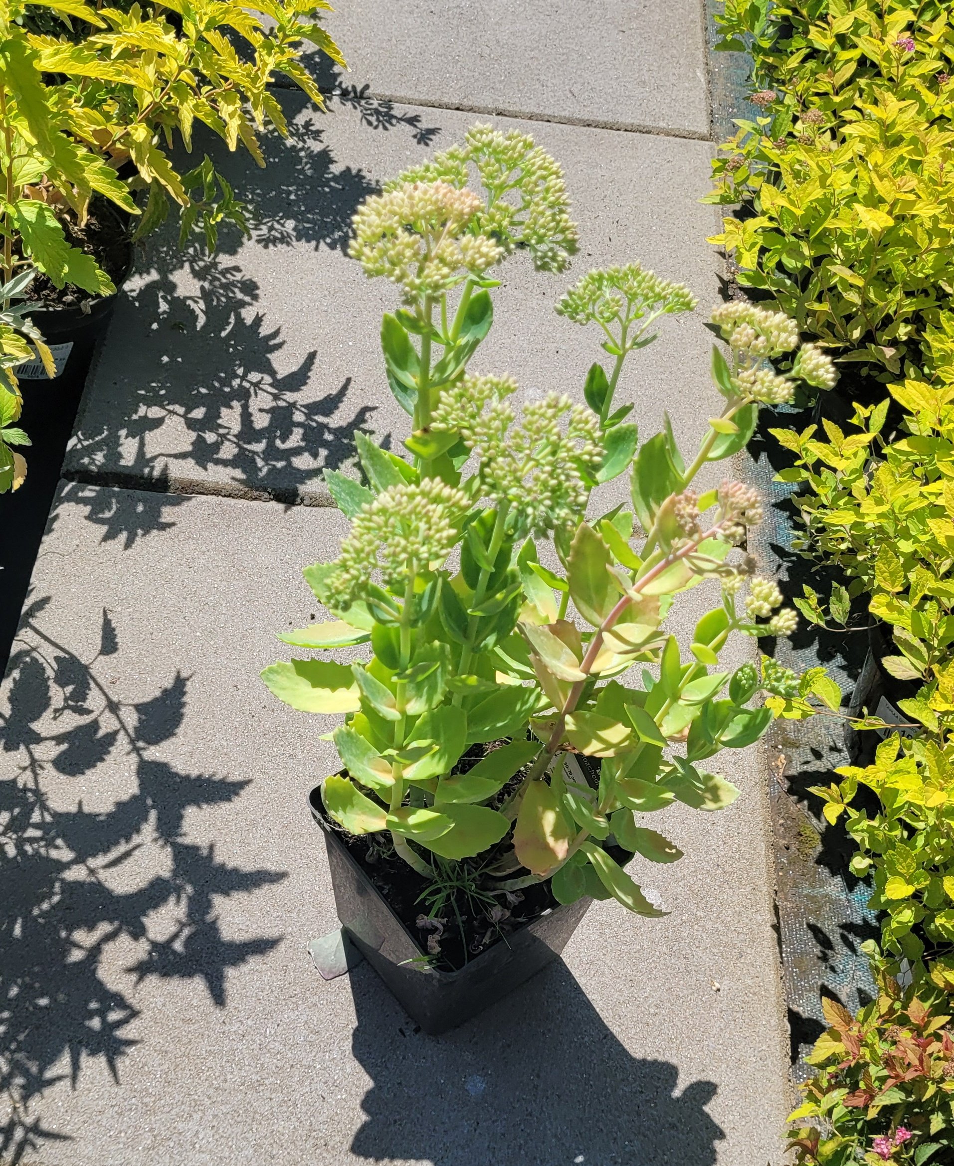 Rozchodnik okazały BRILLANT - 5