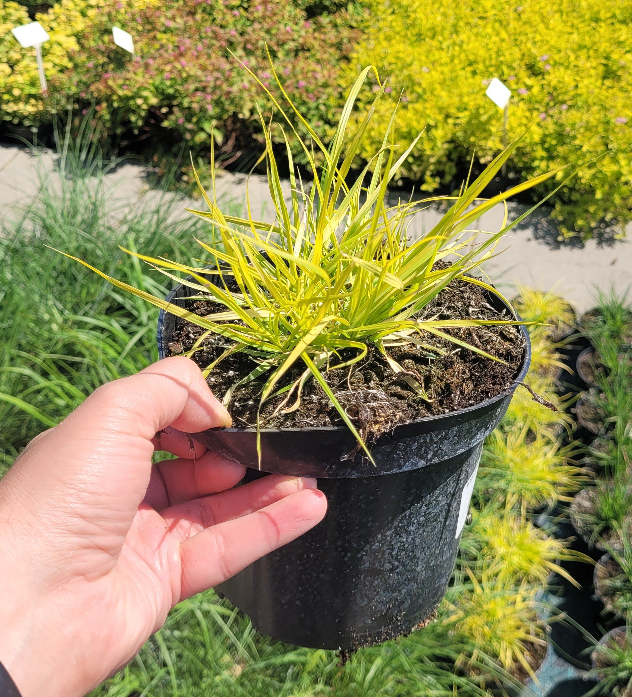 Rozplenica piórkowa HAMELN GOLD - 5