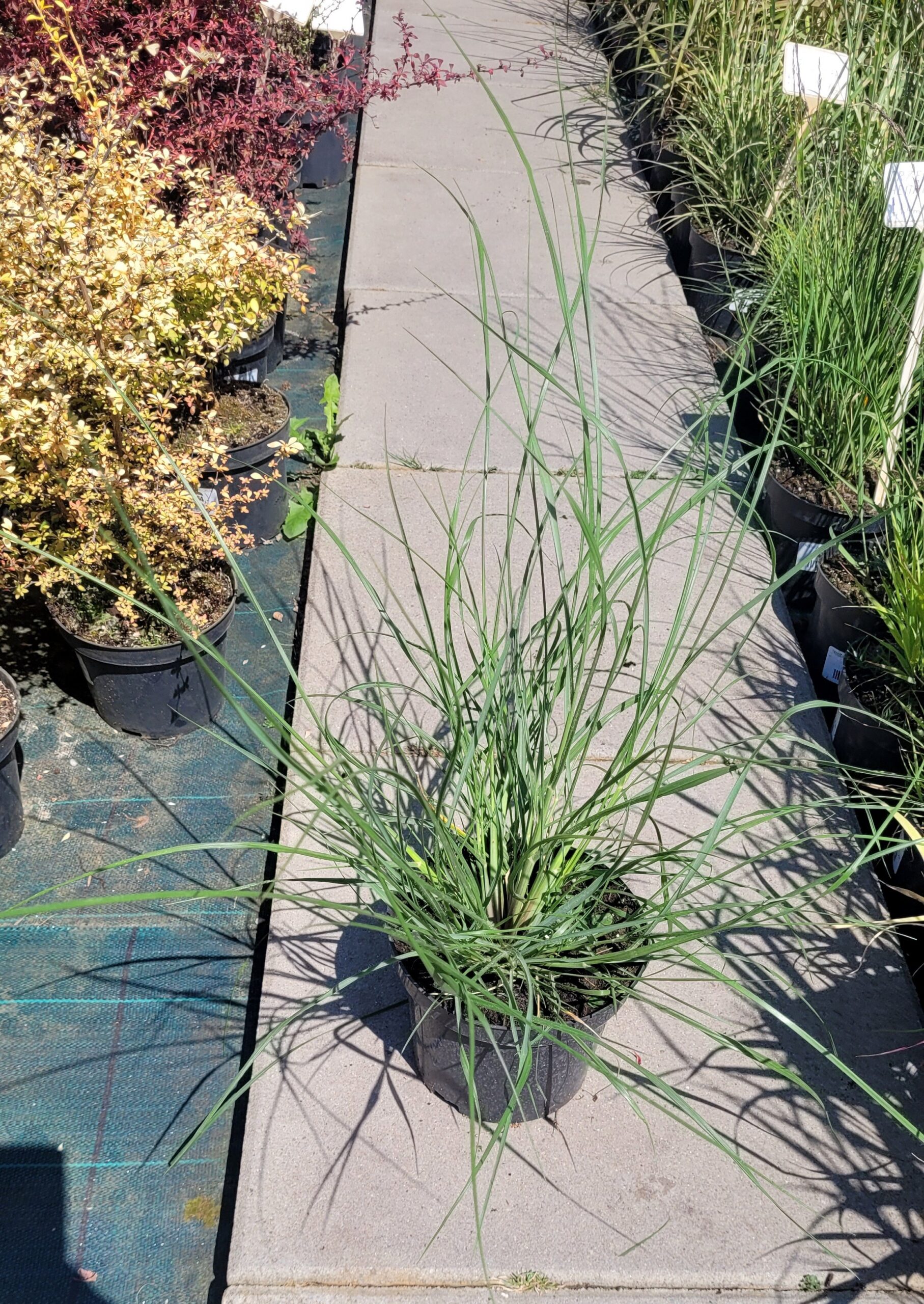 Rozplenica japońska LADY U - 4