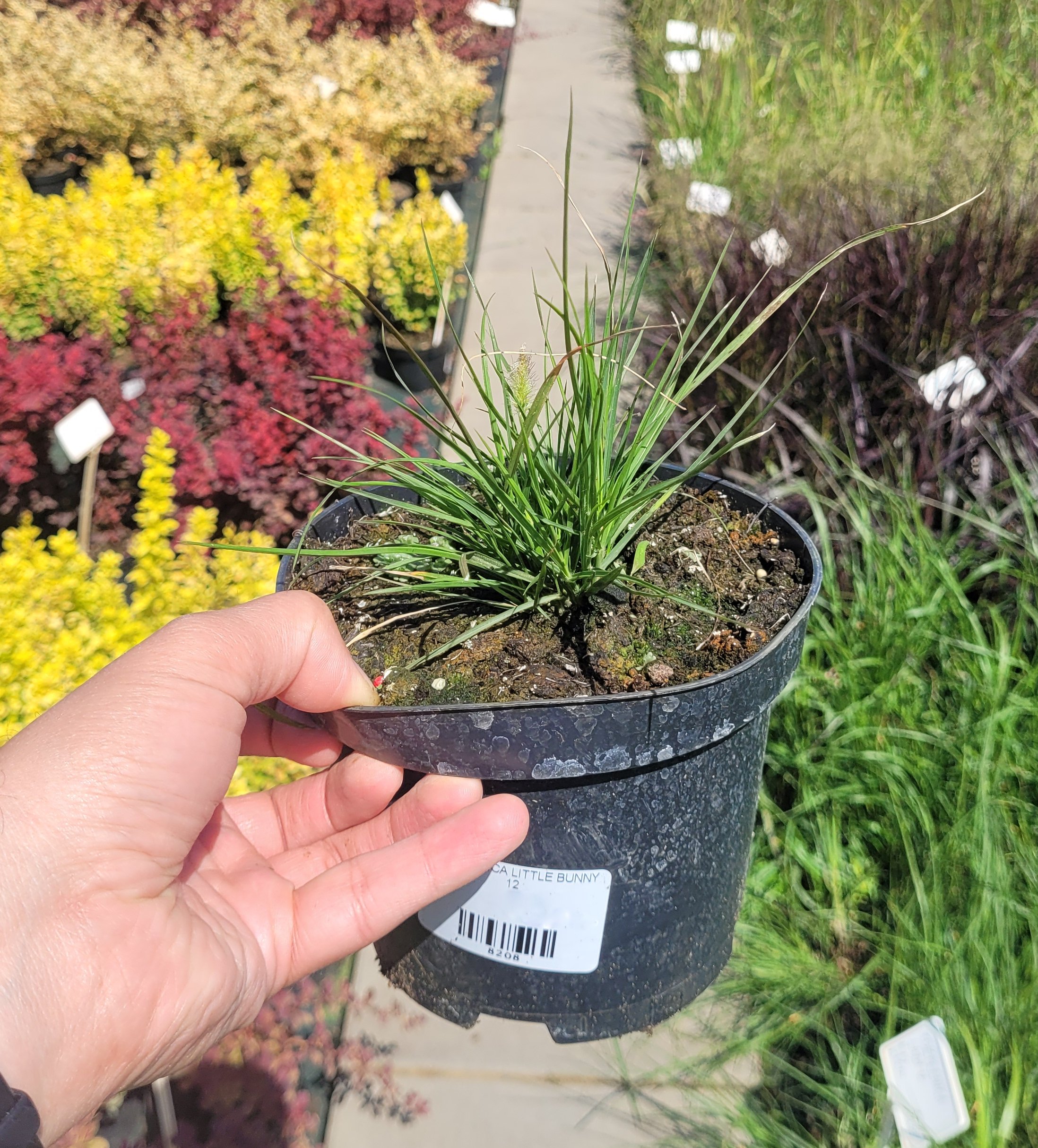 ROZPLENICA JAPOŃSKA LITTLE BUNNY - 6