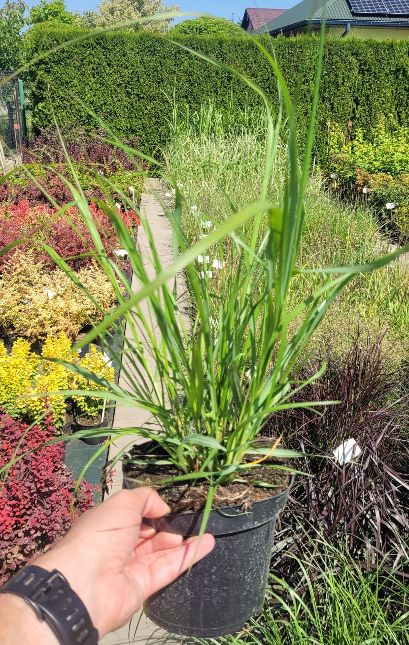 Rozplenica japońska RED HEAD - 5