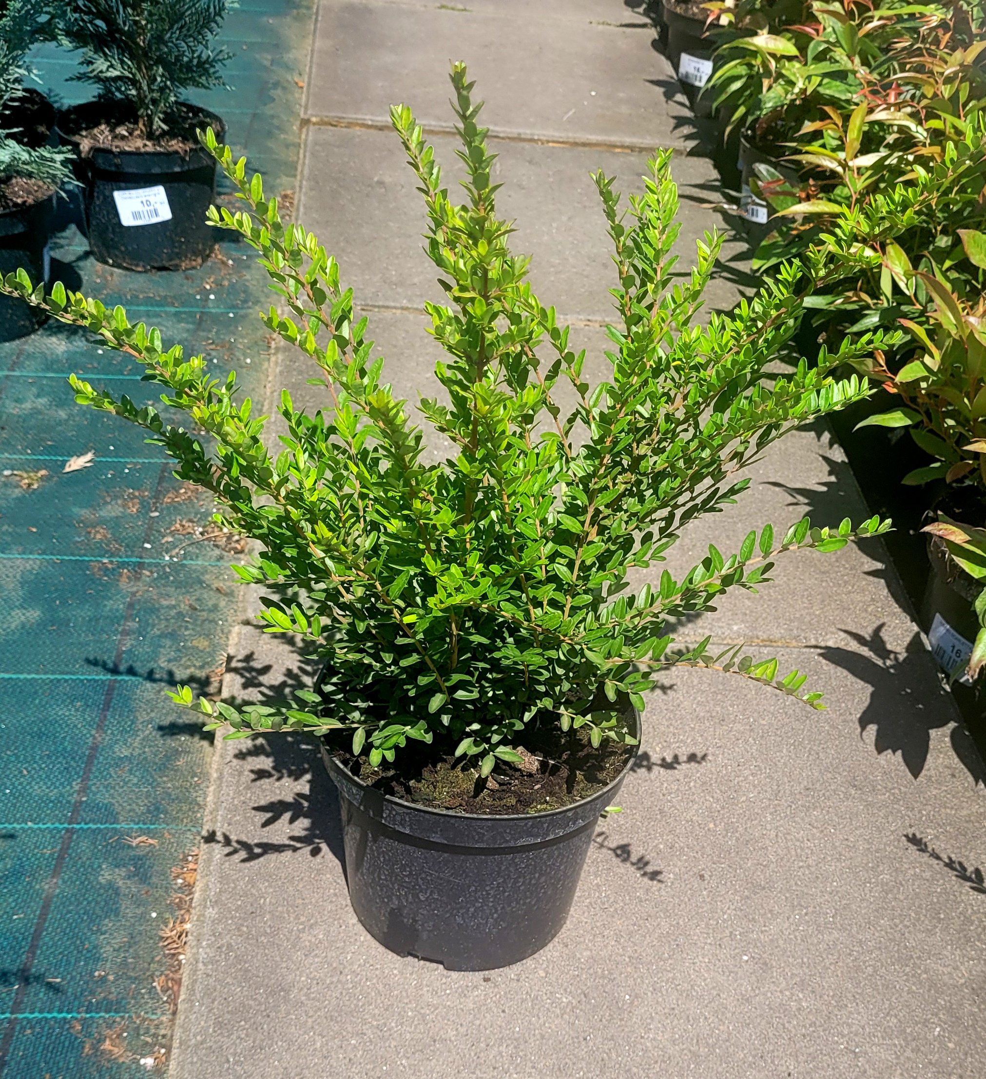 Suchodrzew chiński - 4