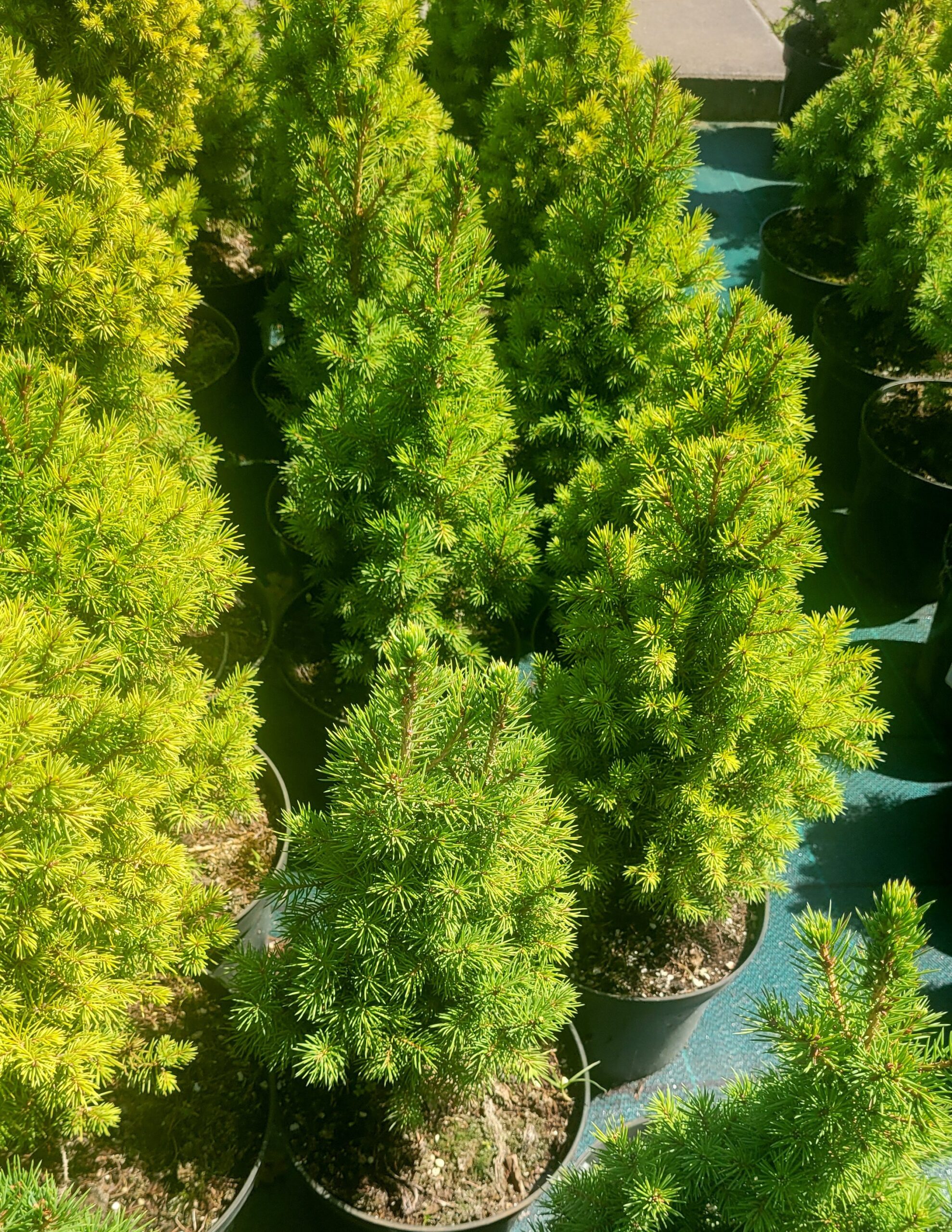 Świerk biały CONICA - 4