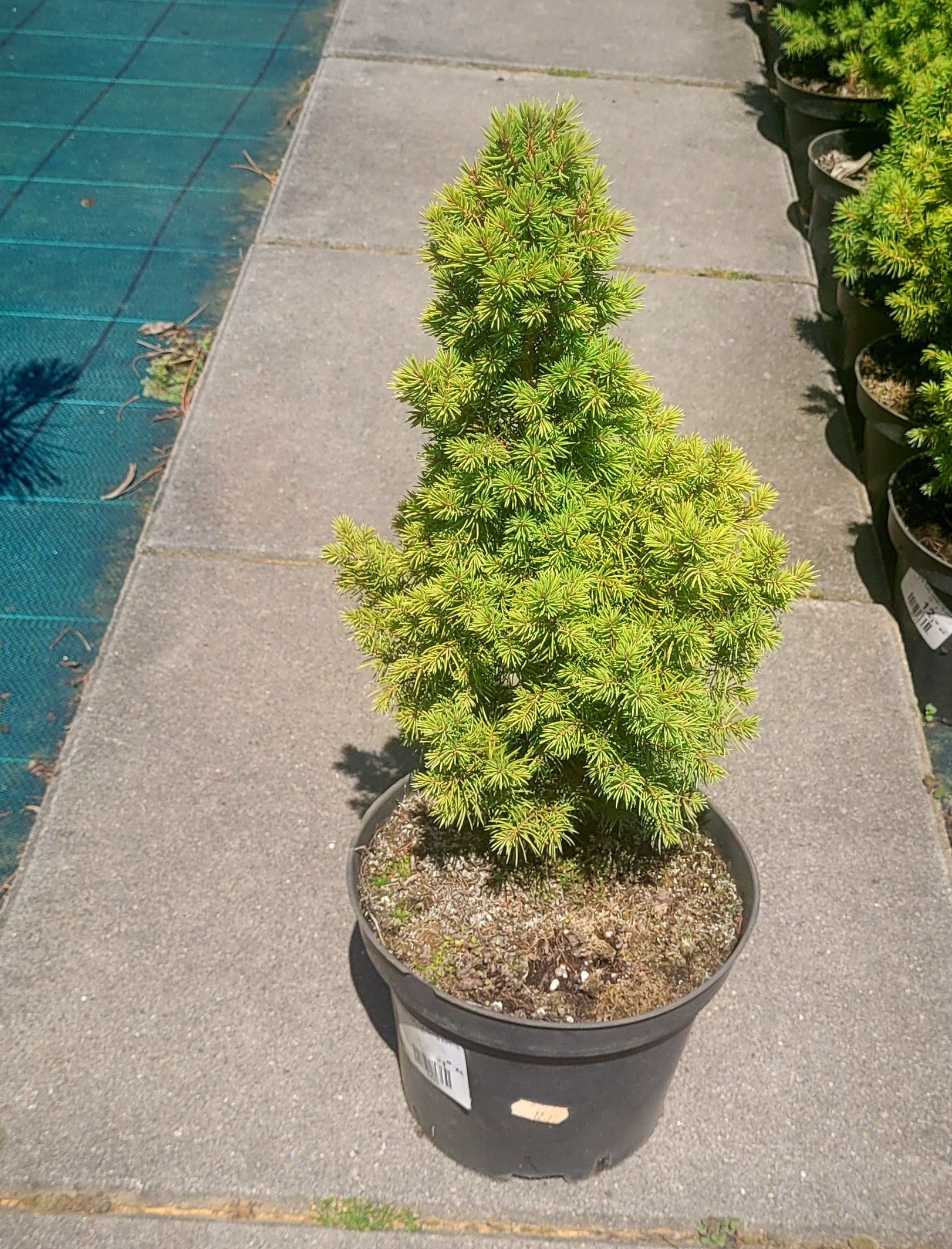 Świerk biały DAISY's WHITE - 4