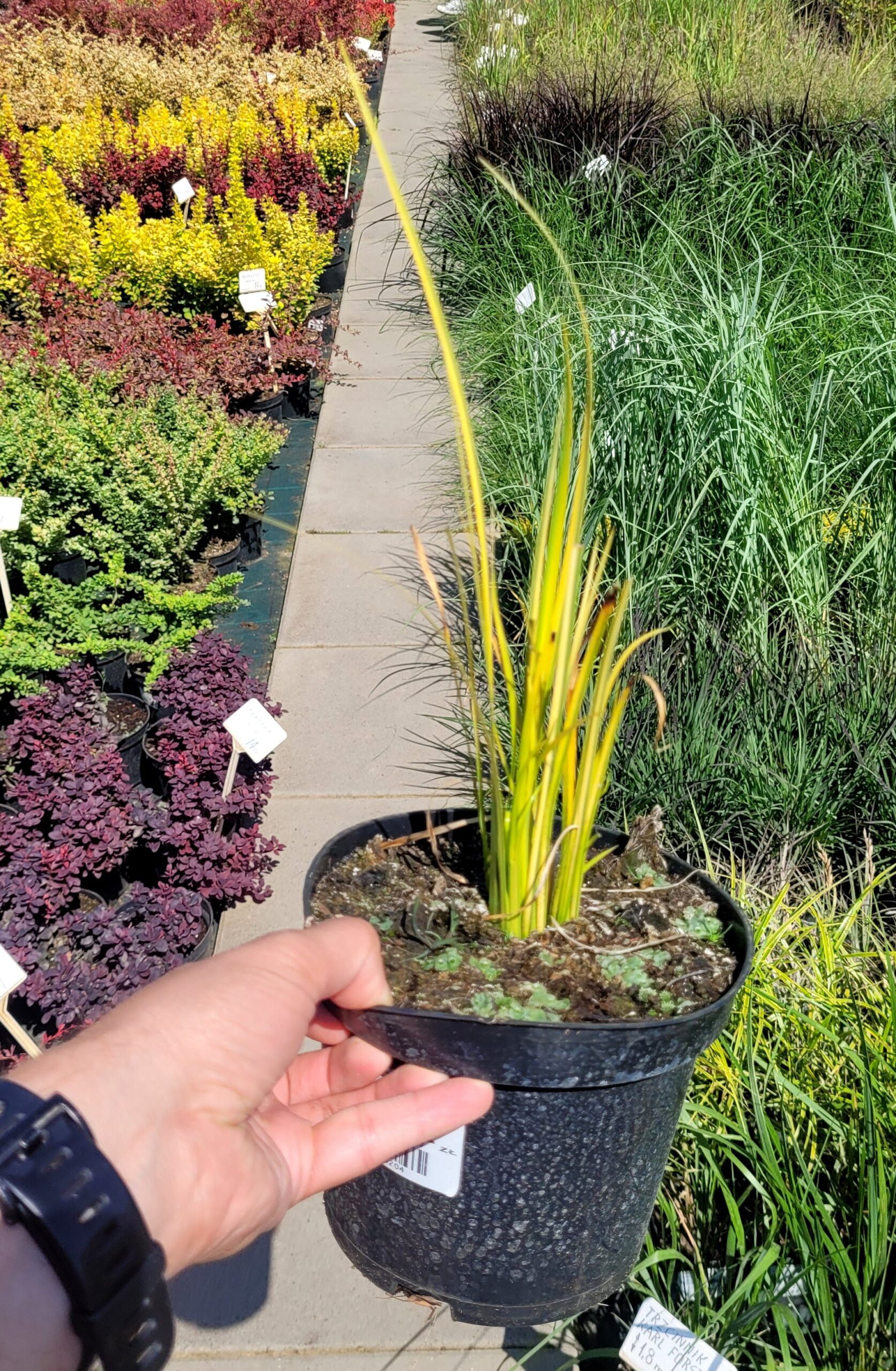 Trawa ozodbna Tatarak trawiasty OGON - 3