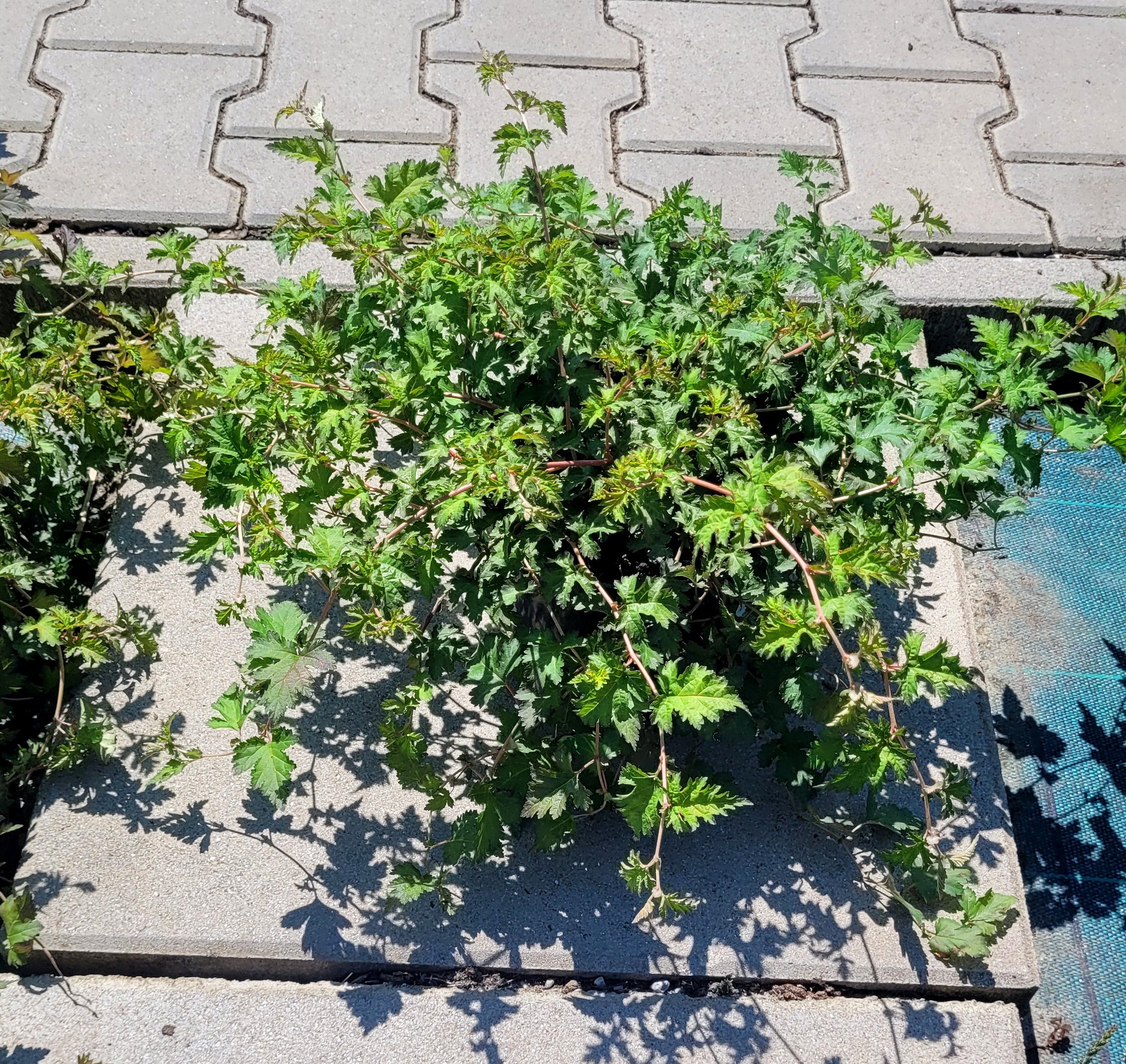 Tawulec pogięty CRISPA - 4