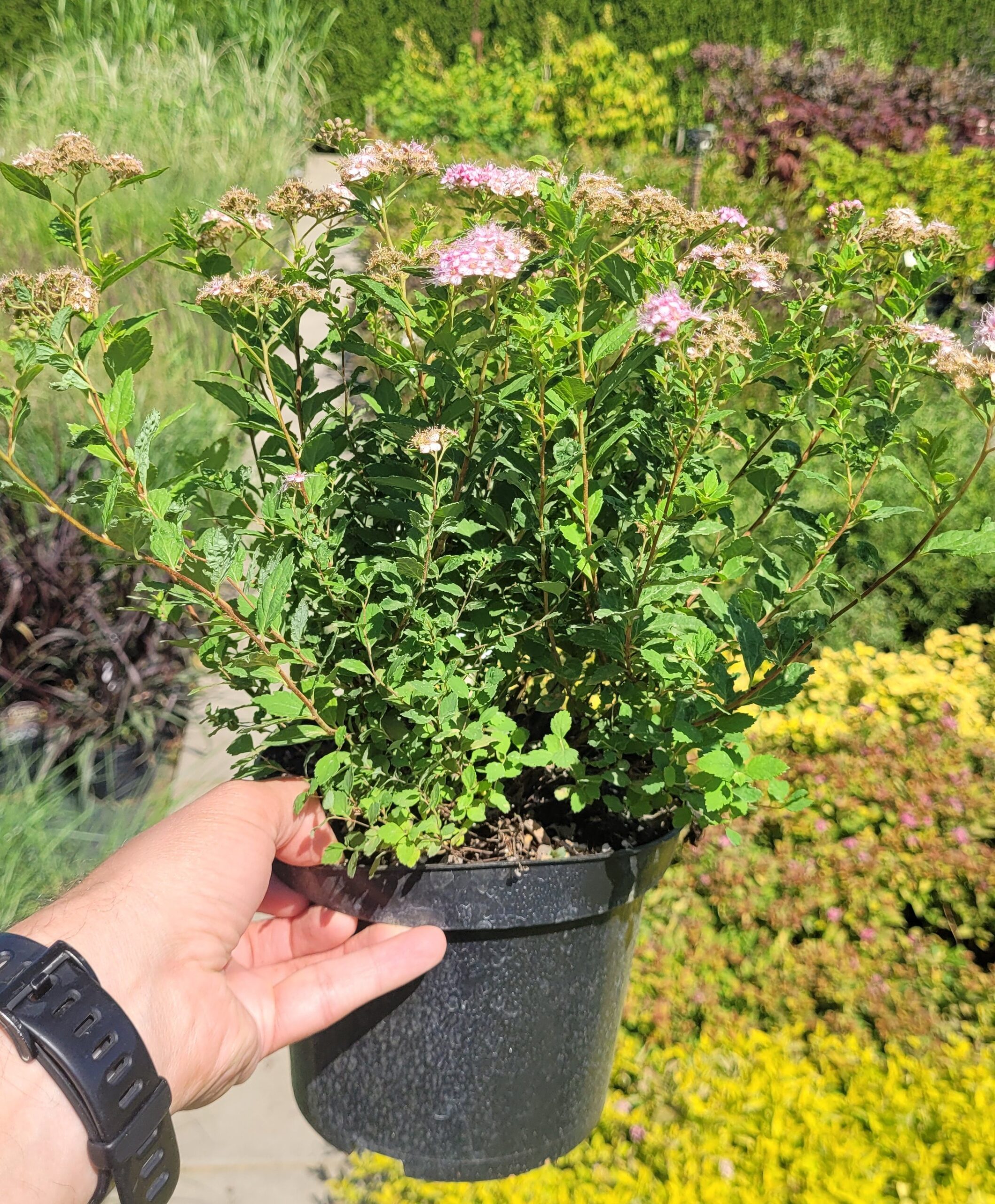 Tawuła japońska LITTLE PRINCESS - 4