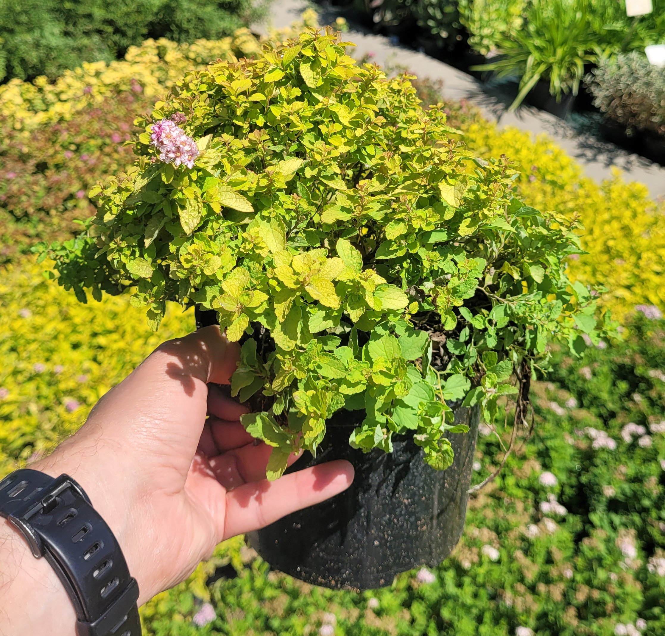 Tawuła japońska SUNDROP - 4