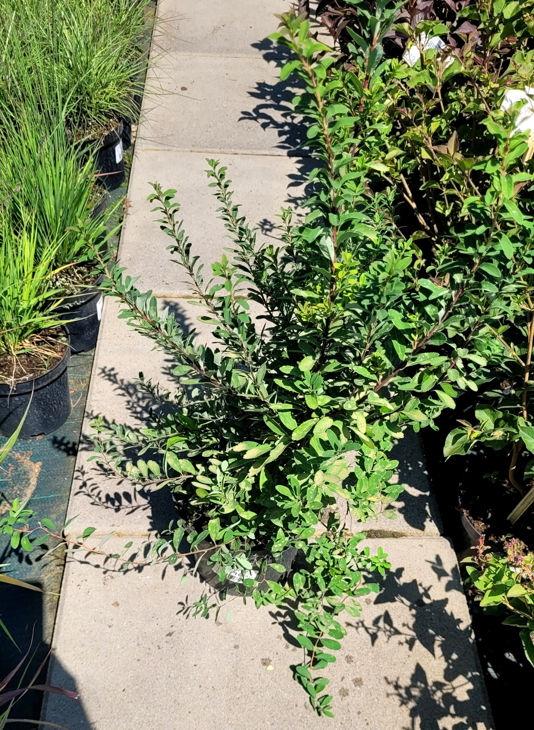 Tawuła VAN HOUTTE’A - 3