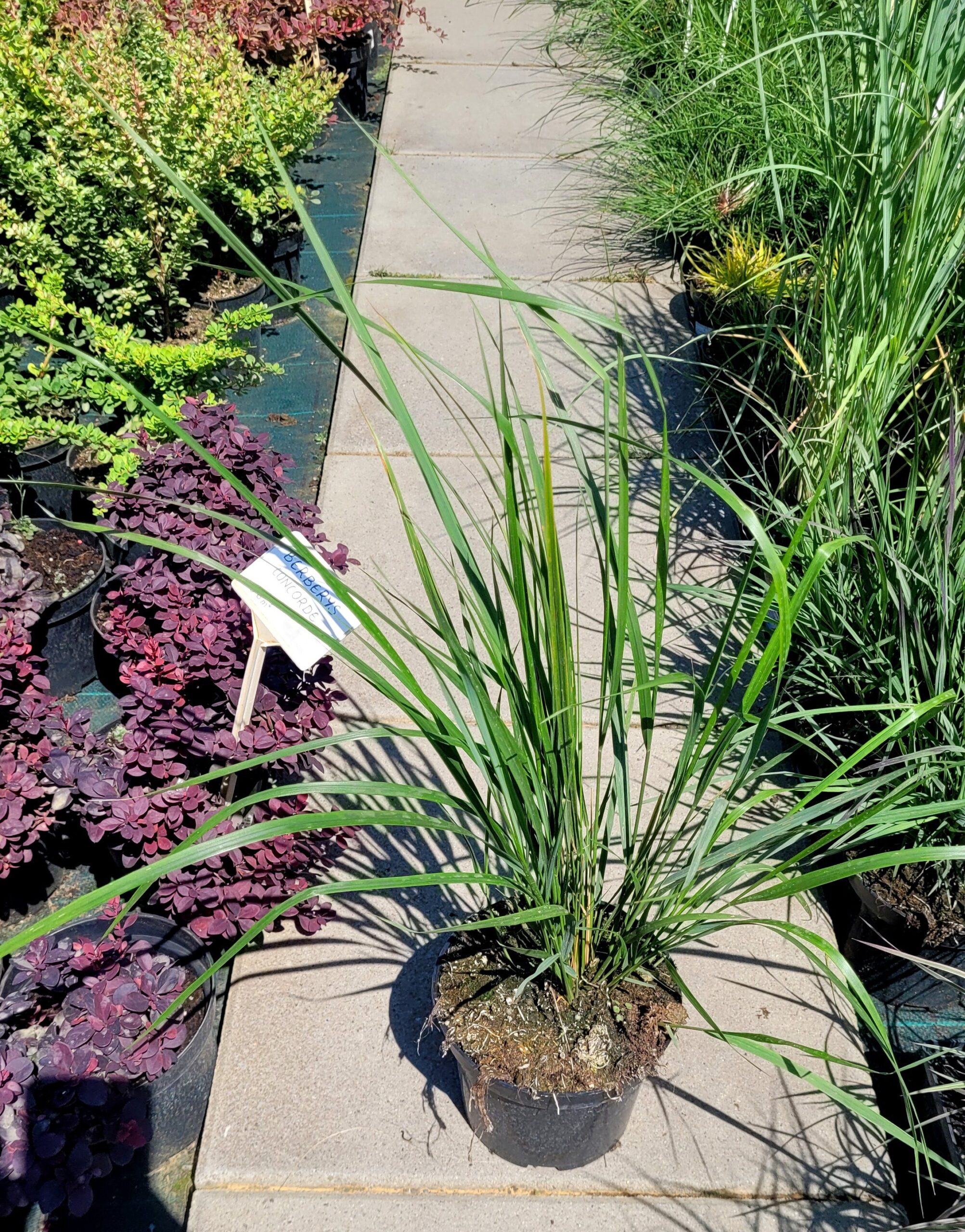 Trzcinnik ostrokwiatowy KARL FOERSTER - 4