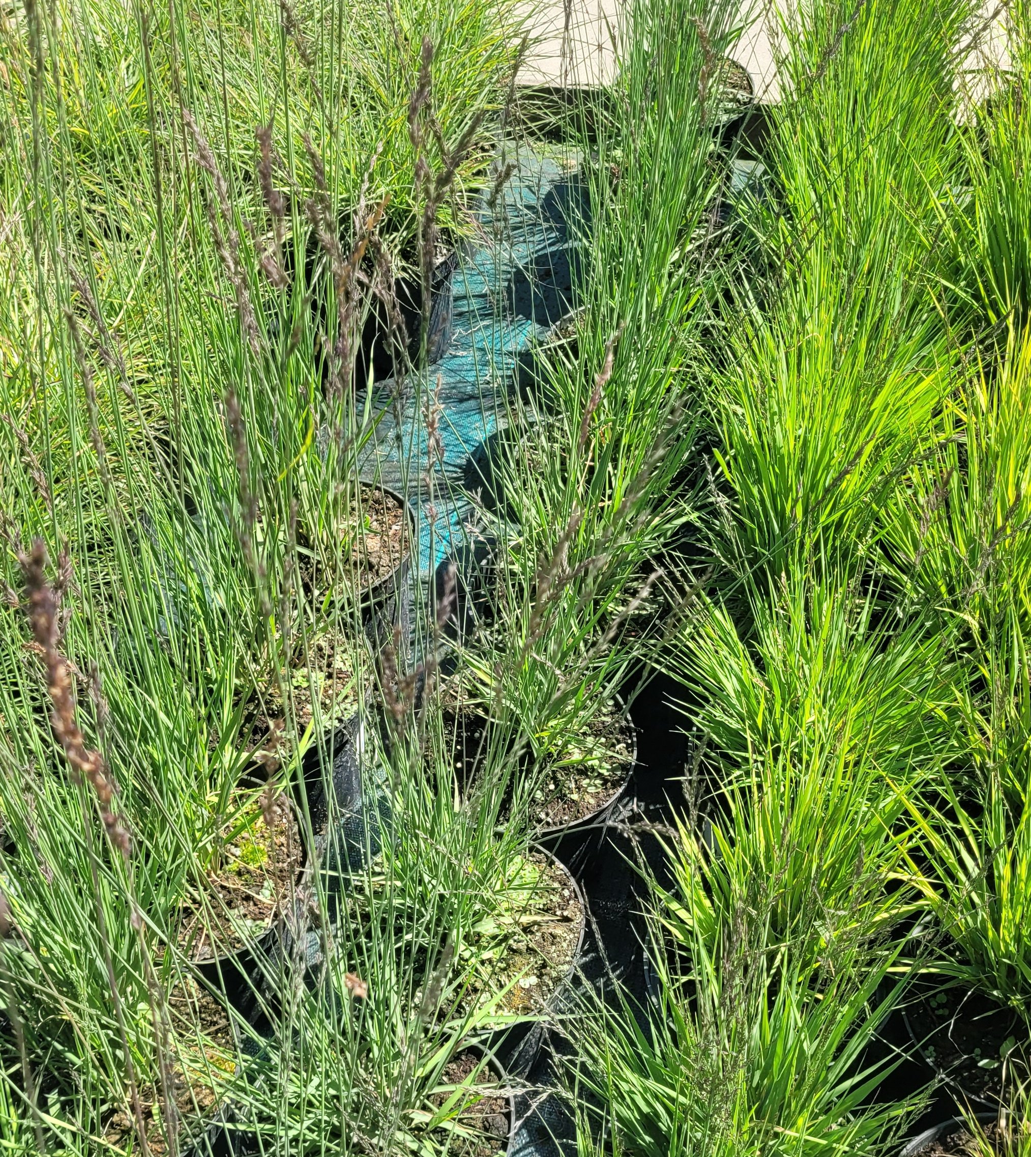 Trzęślica modra MOORHEXE - 5