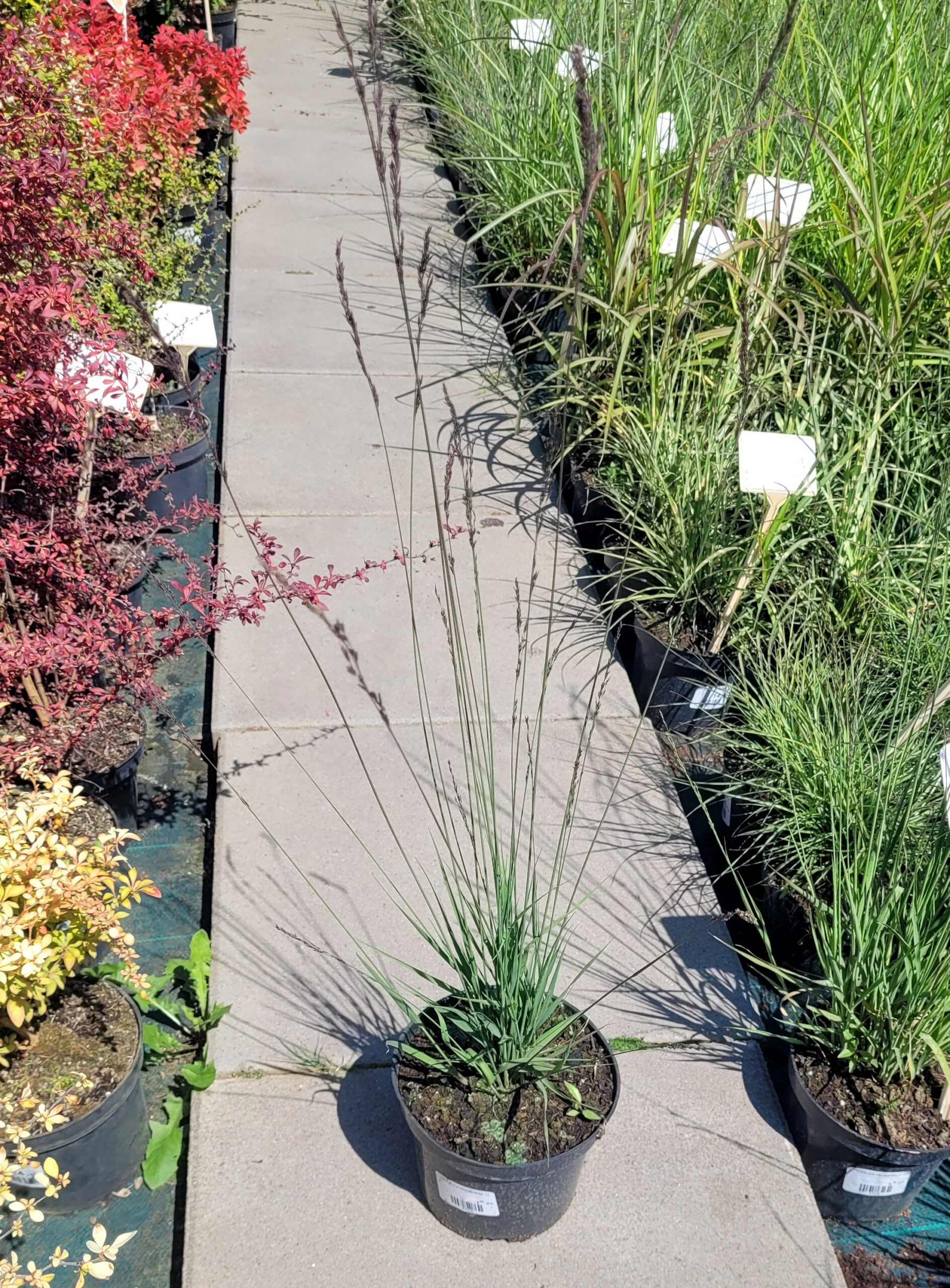 Trzęślica modra MOORHEXE - 4