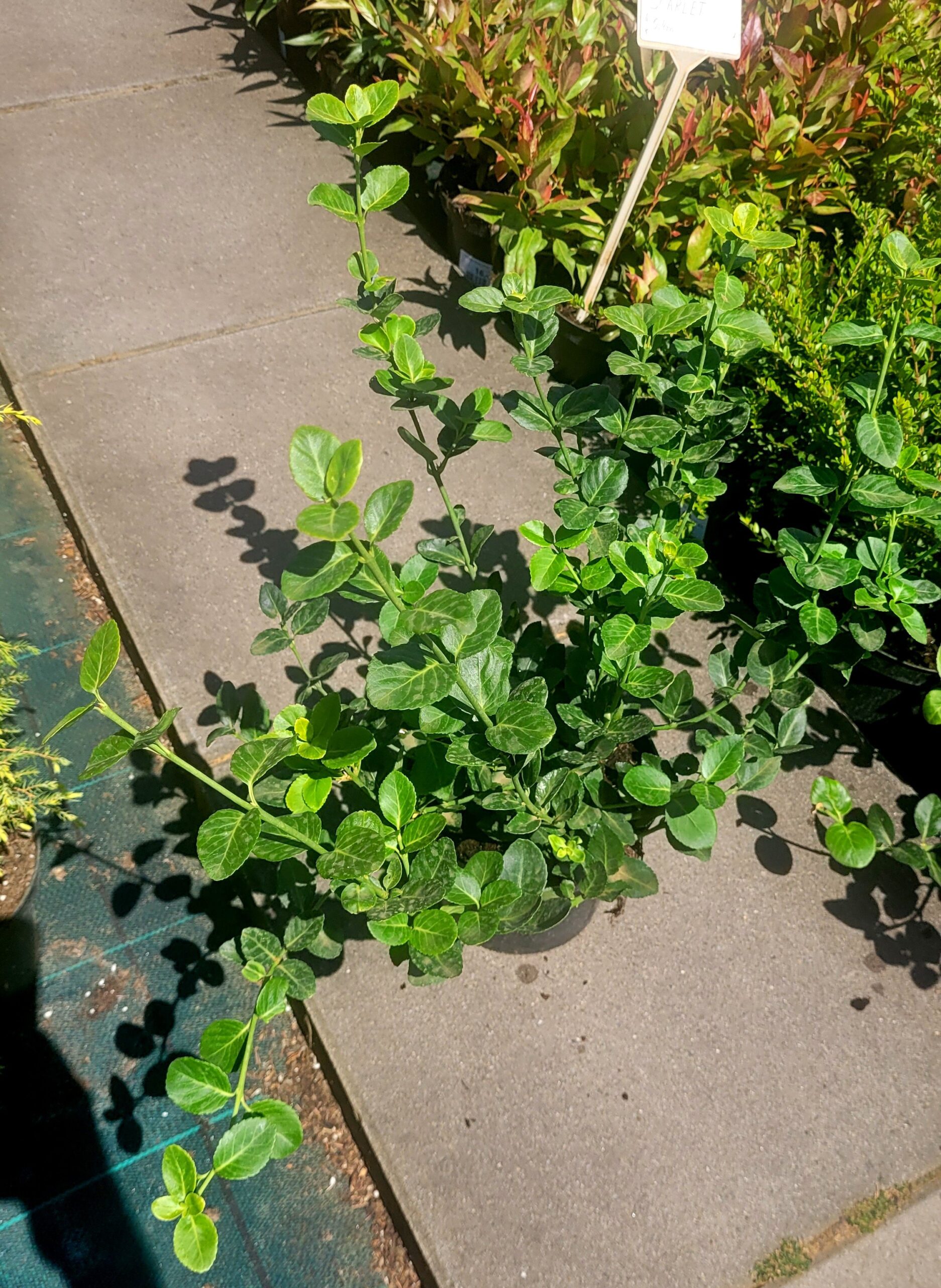 TRZMIELINA COLORATUS - 4