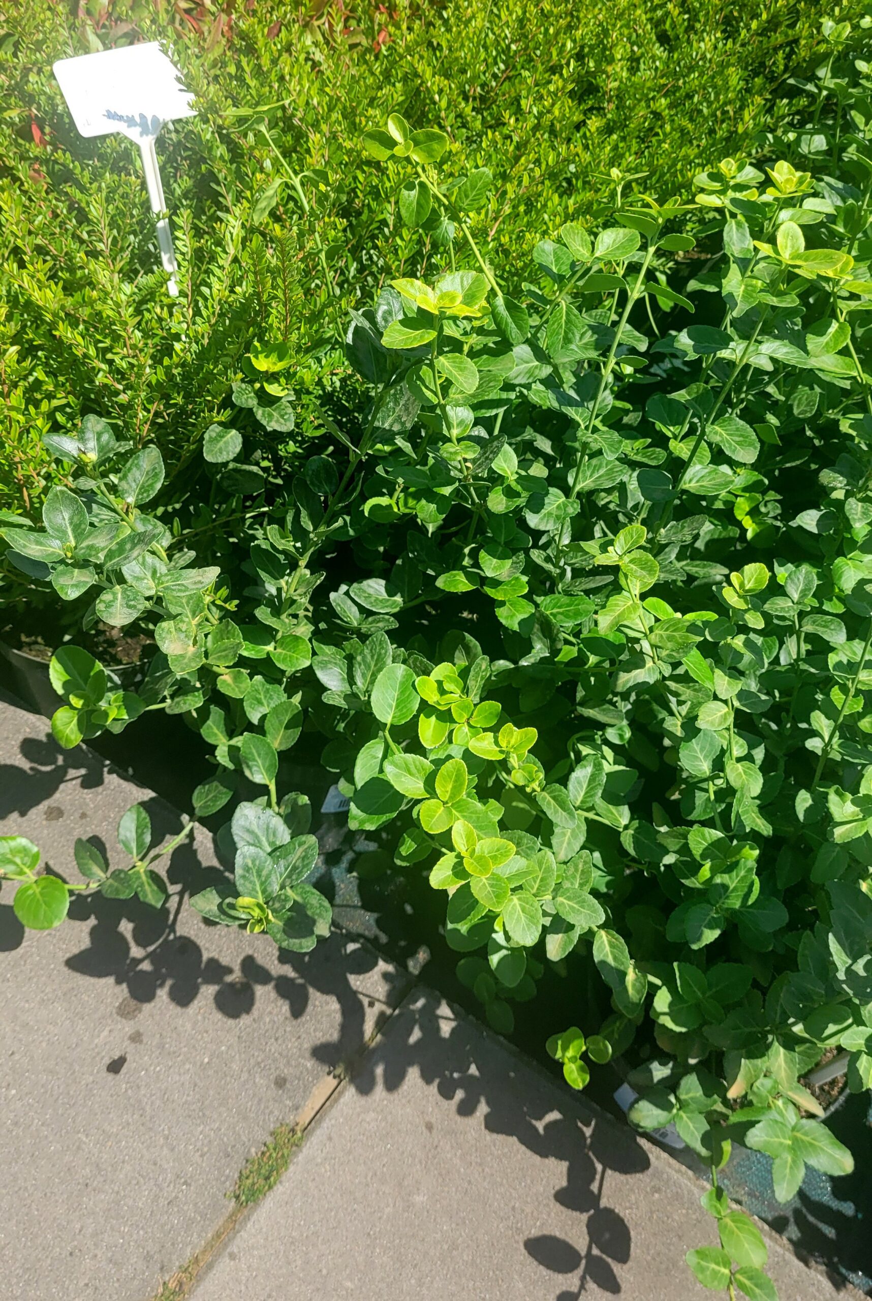 TRZMIELINA COLORATUS - 5