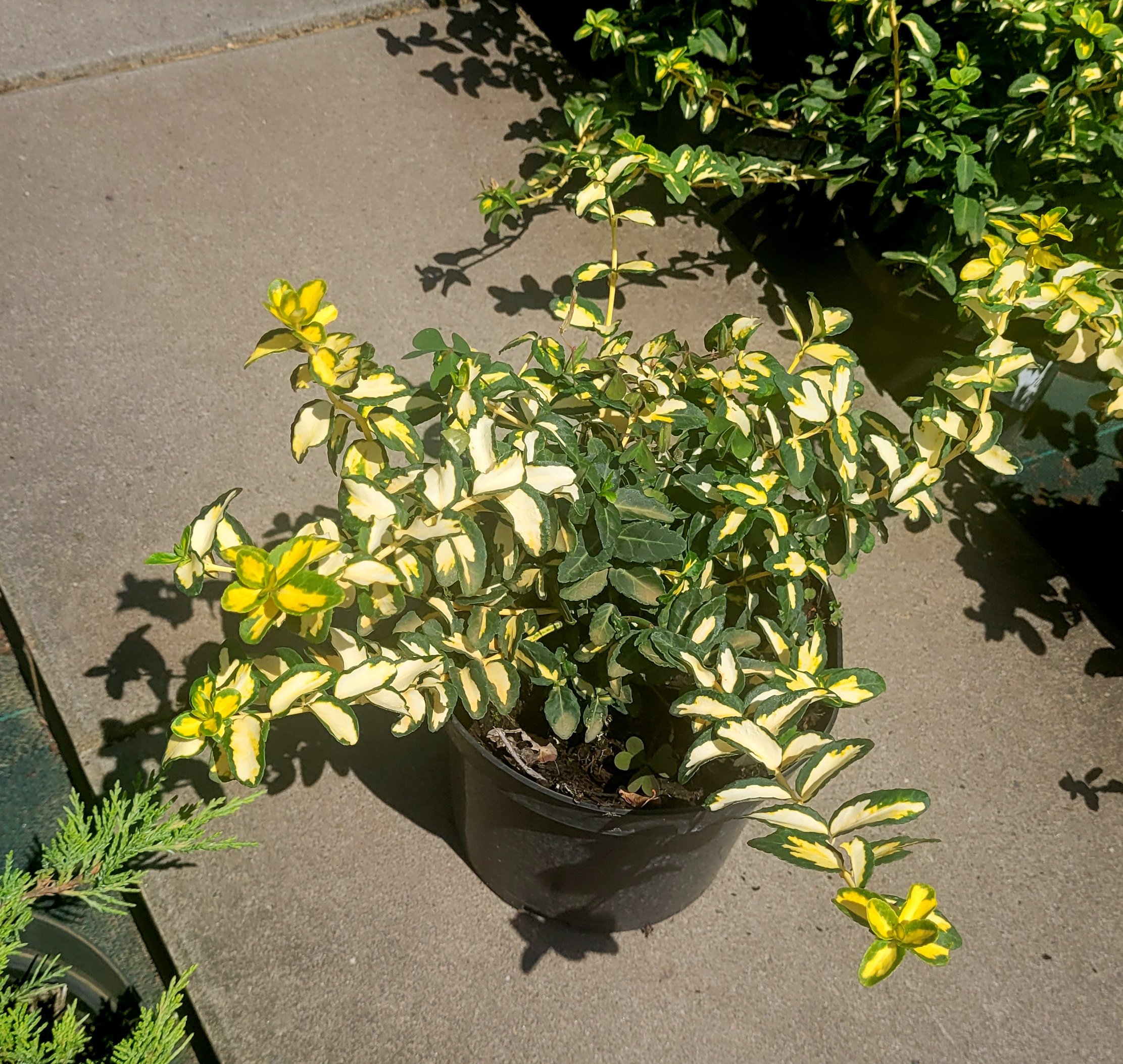 Trzmielina fortune'a INTERBOLWI - 4