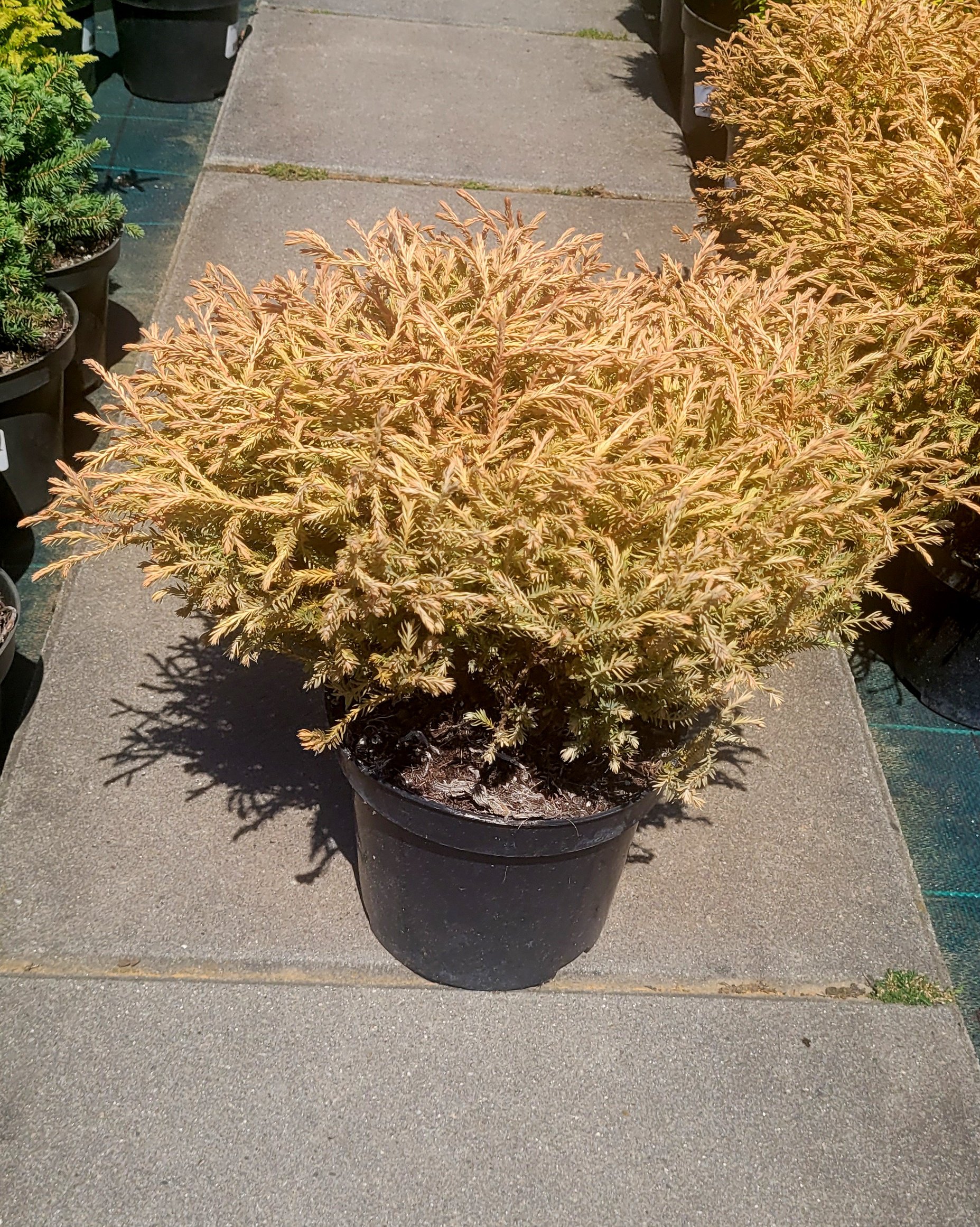 Tuja thuja GOLDEN TUFFET - 4