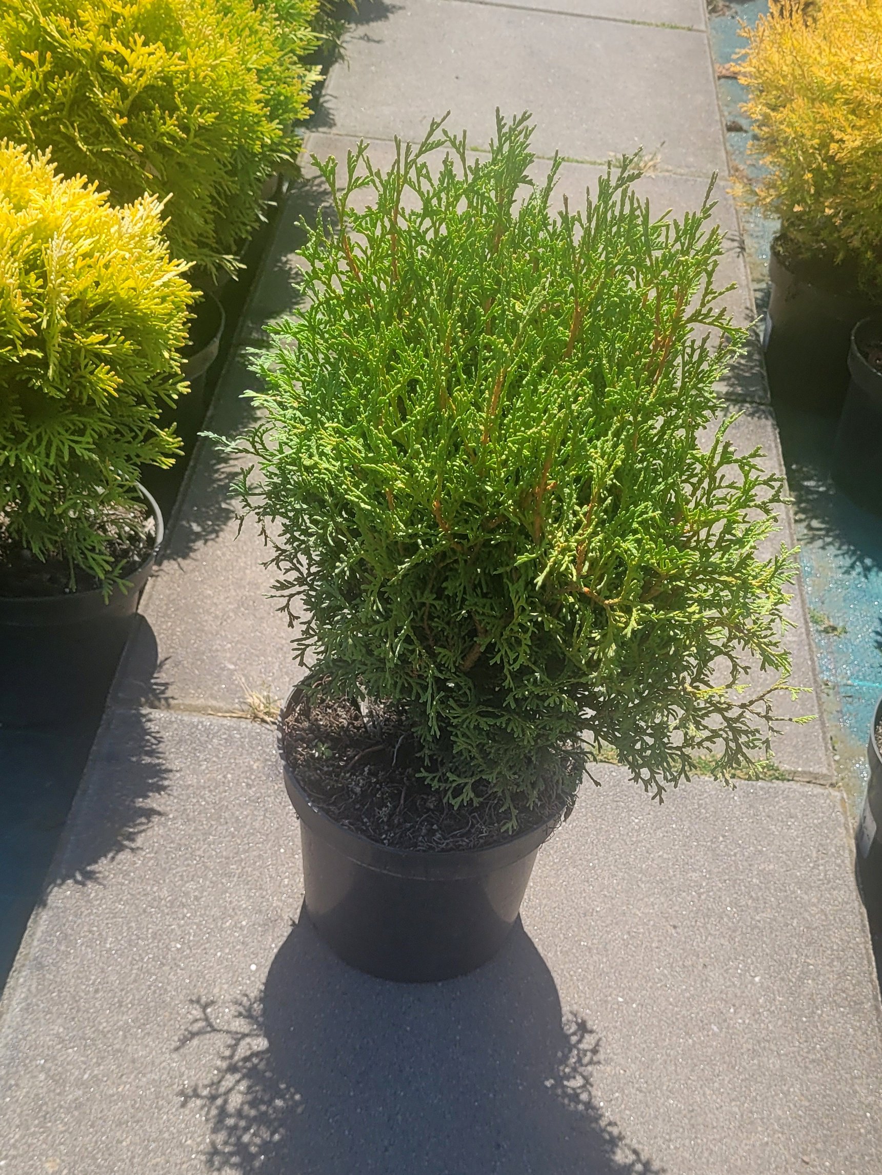 Tuja thuja HOSERI - 2