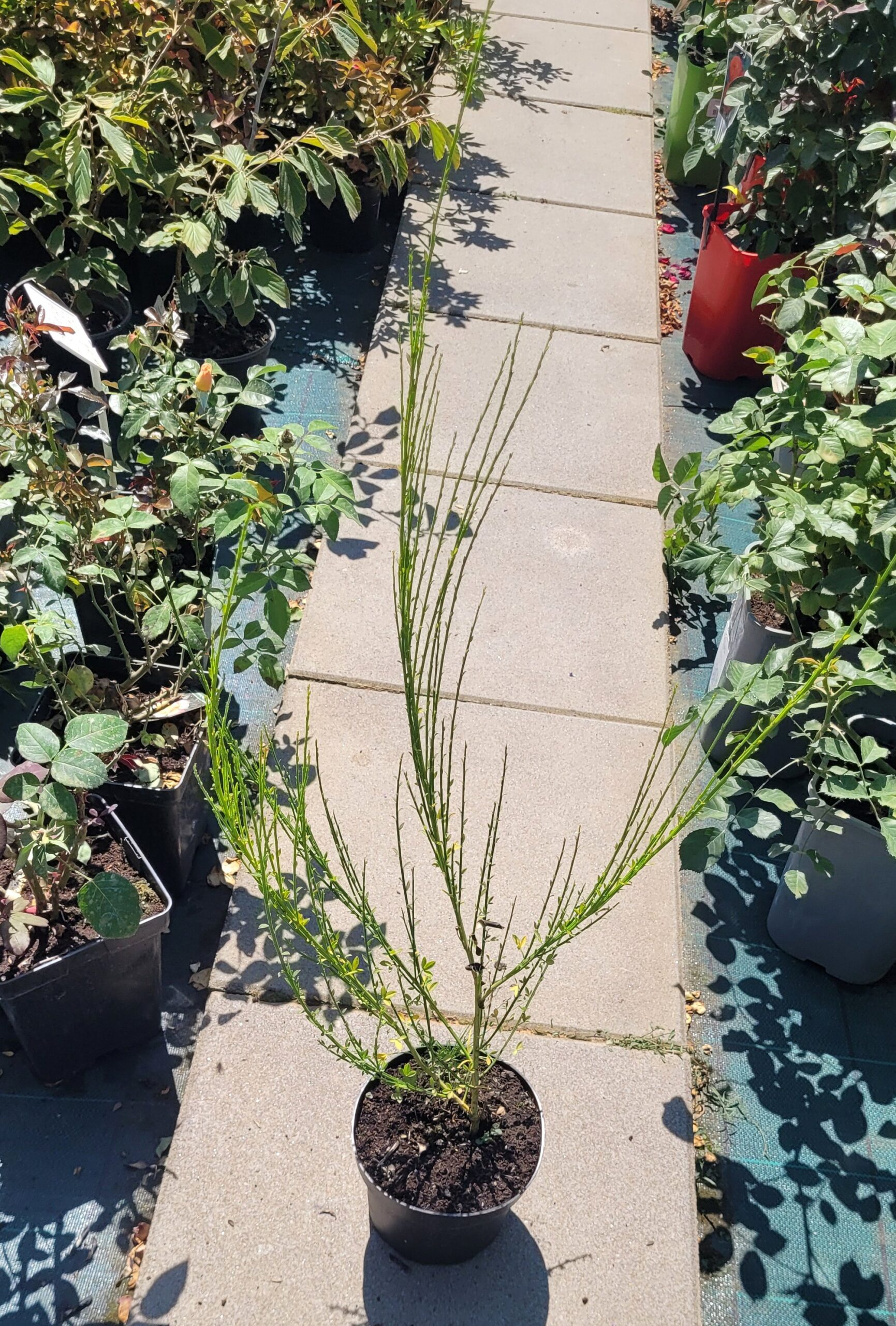 Żarnowiec miotlasty 40cm doniczka - 2