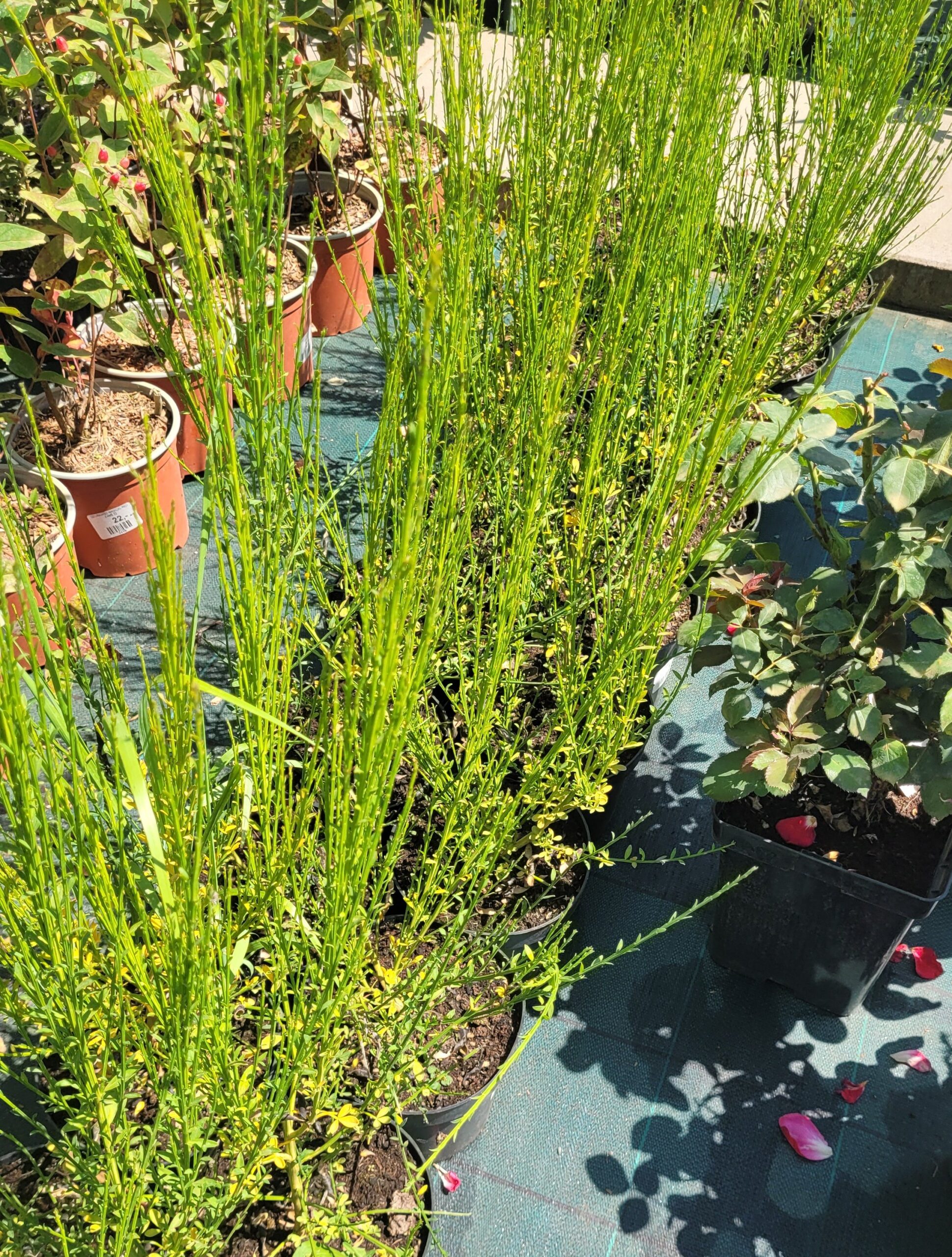 Żarnowiec miotlasty 40cm doniczka - 3