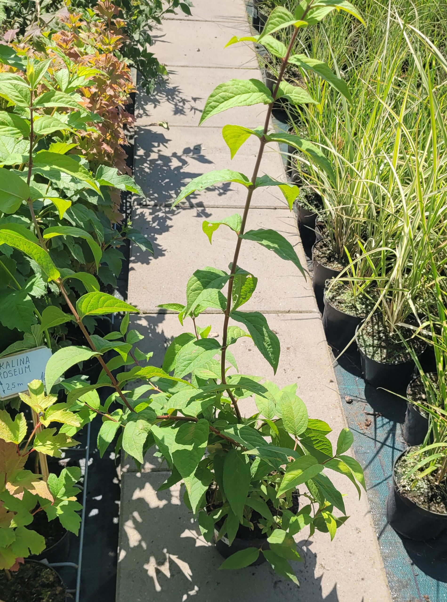 Żylistek STRAWBERRY FIELDS - 4