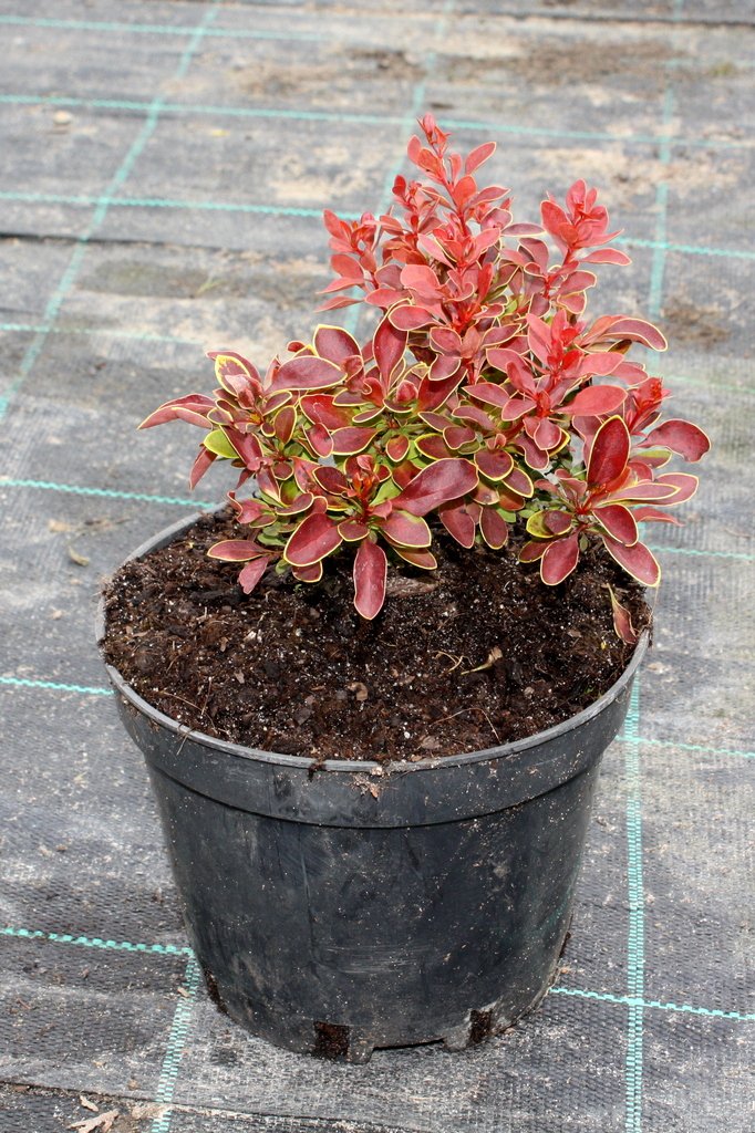 Berberys THUNBERGA GOLDEN RING NANA - 6