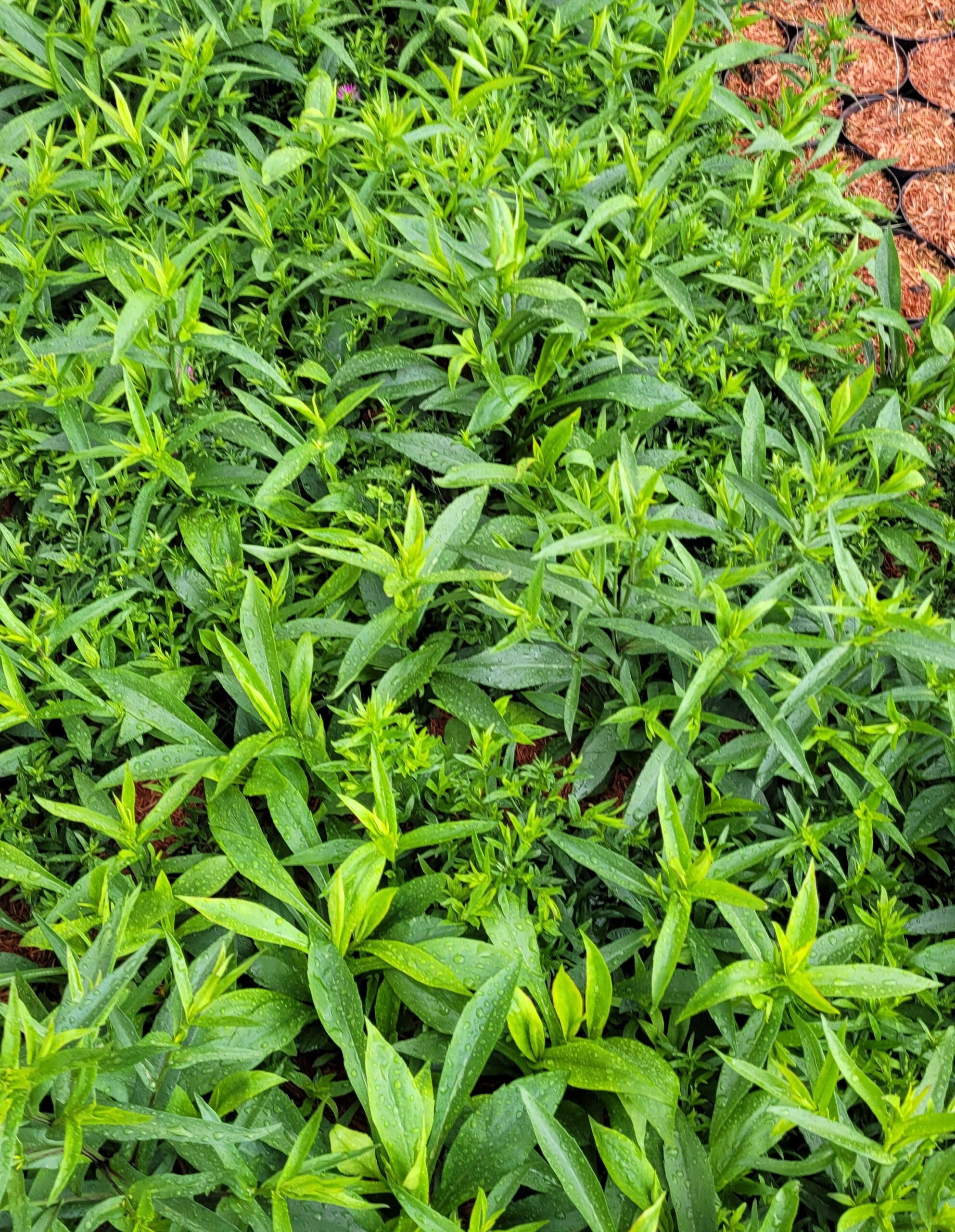 Aster krzaczasty ISLAND BAHAMAS - 7