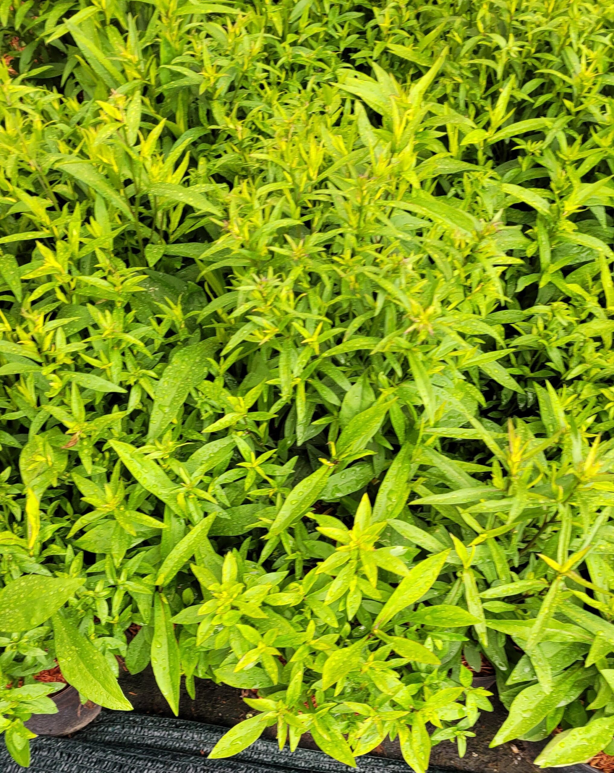 Aster krzaczasty ISLAND SAMOA - 6