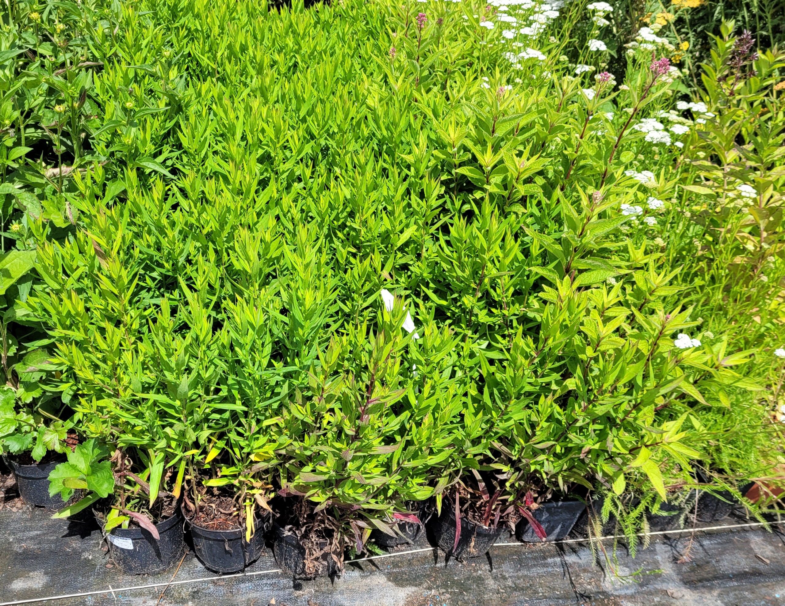 ASTER KRZACZASTY PROF. KIPPENBERG - 5