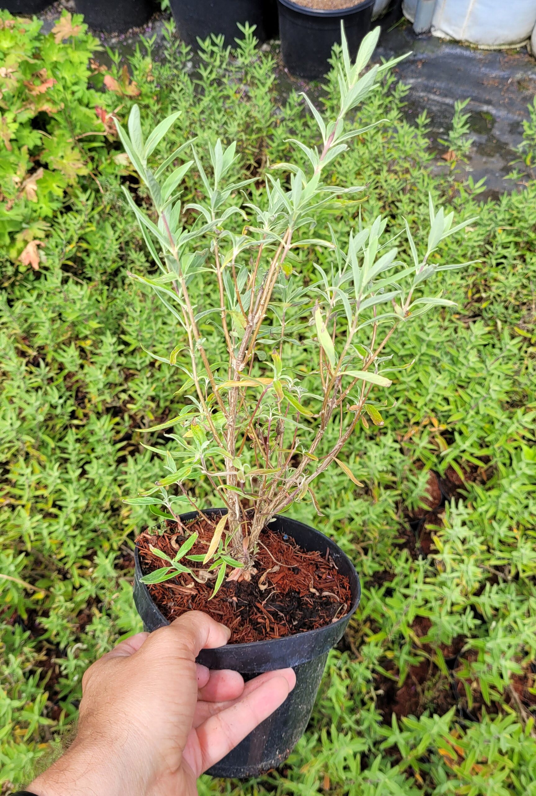 Barbula klandońska KEW BLUE - 5