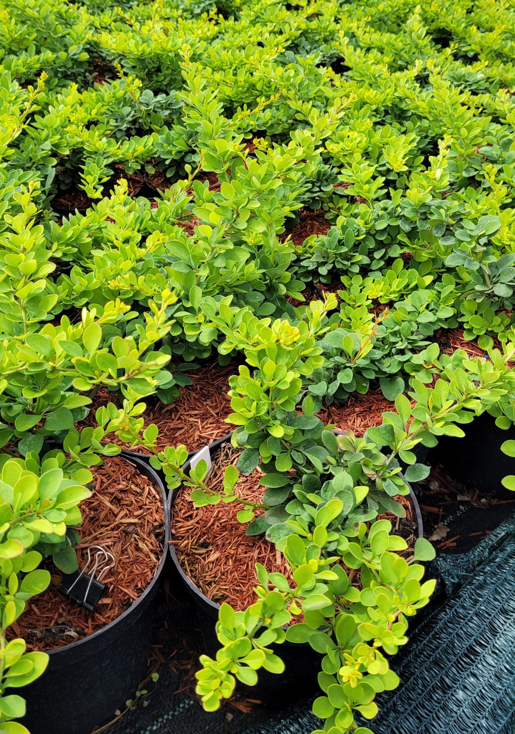 Berberys Thunberga GREEN CARPET - 6