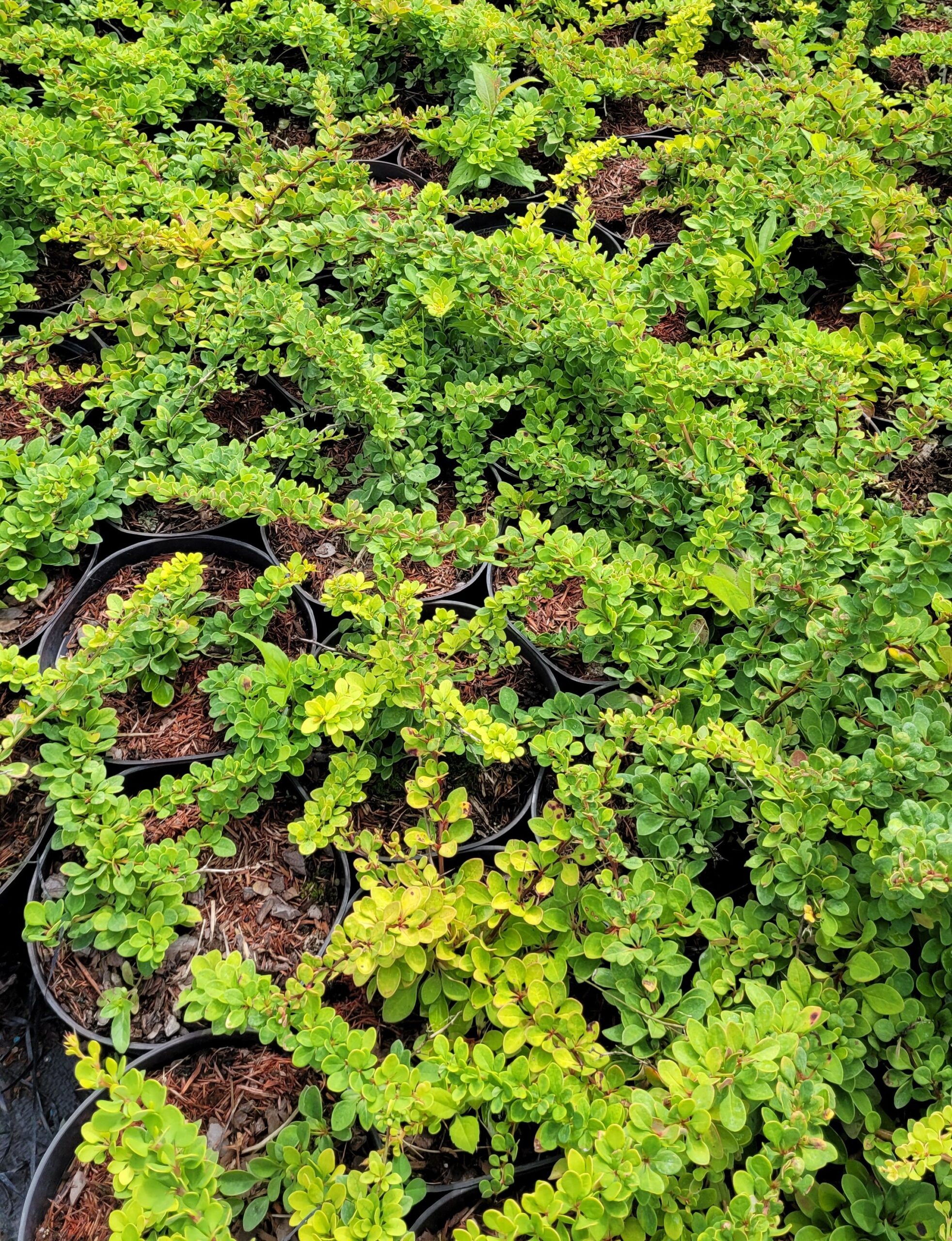 Berberys Thunberga GREEN CARPET - 7