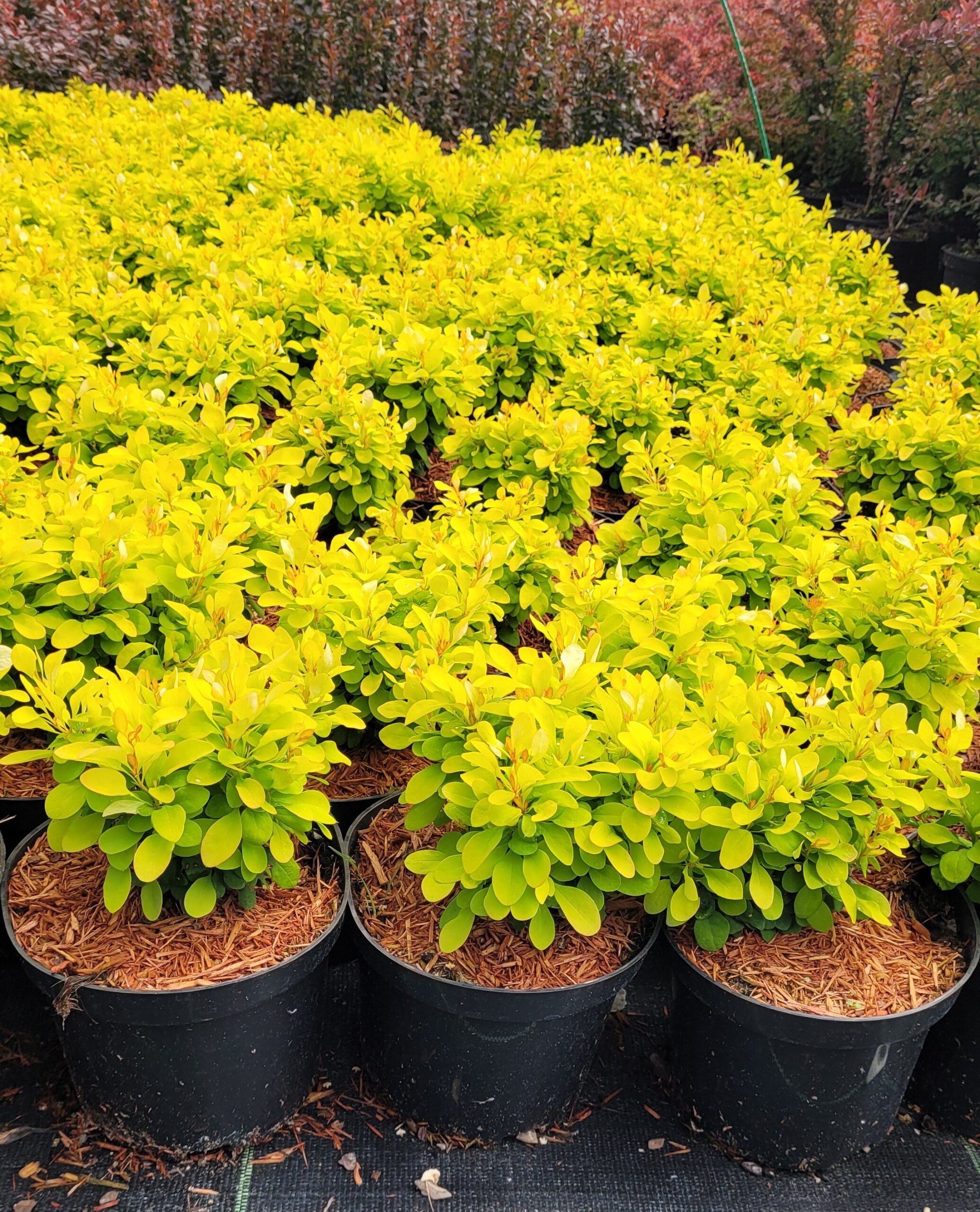 BERBERYS LIME STAR - 5