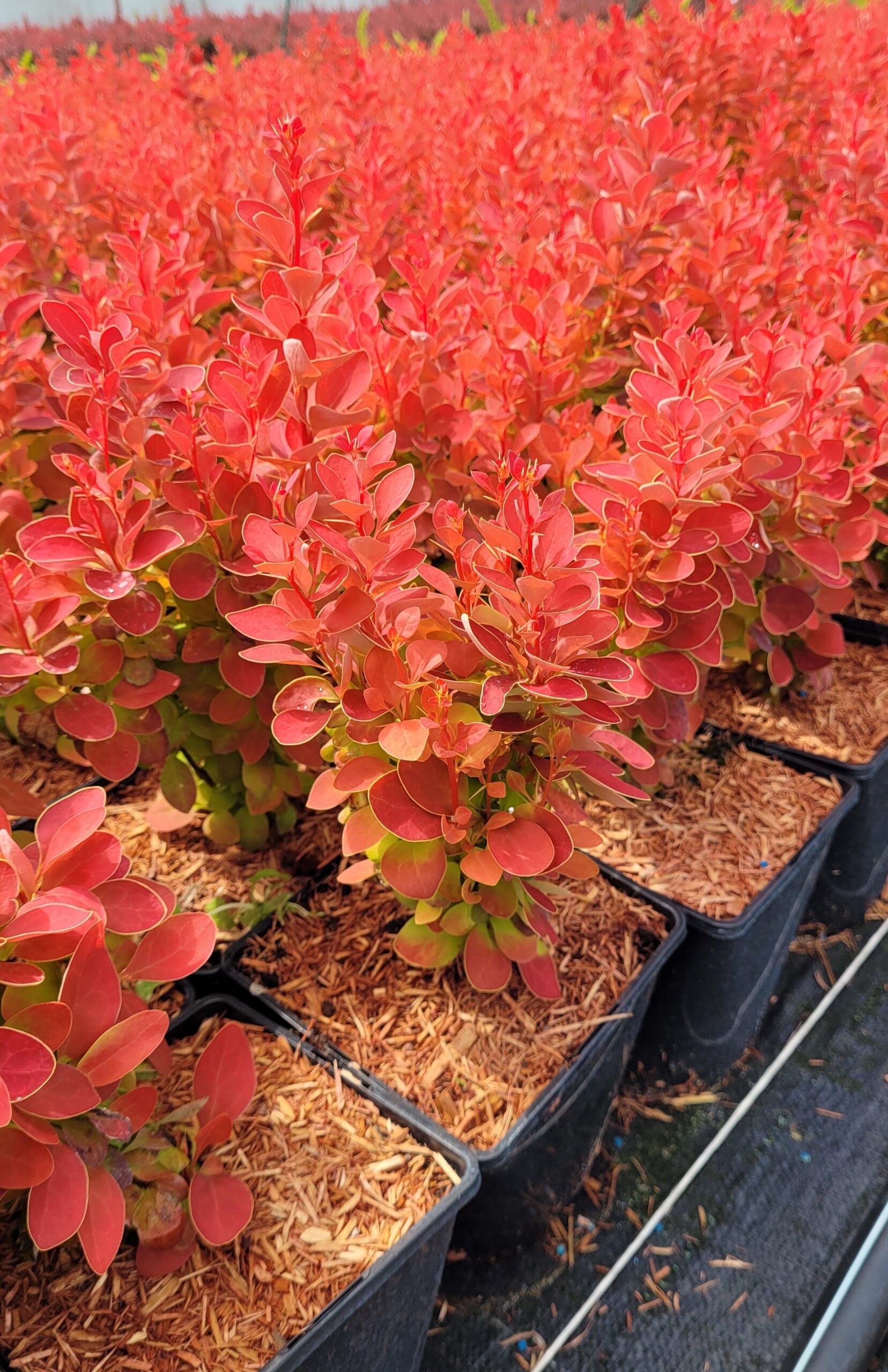 Berberys Thunberga ORANGE ICE - 8