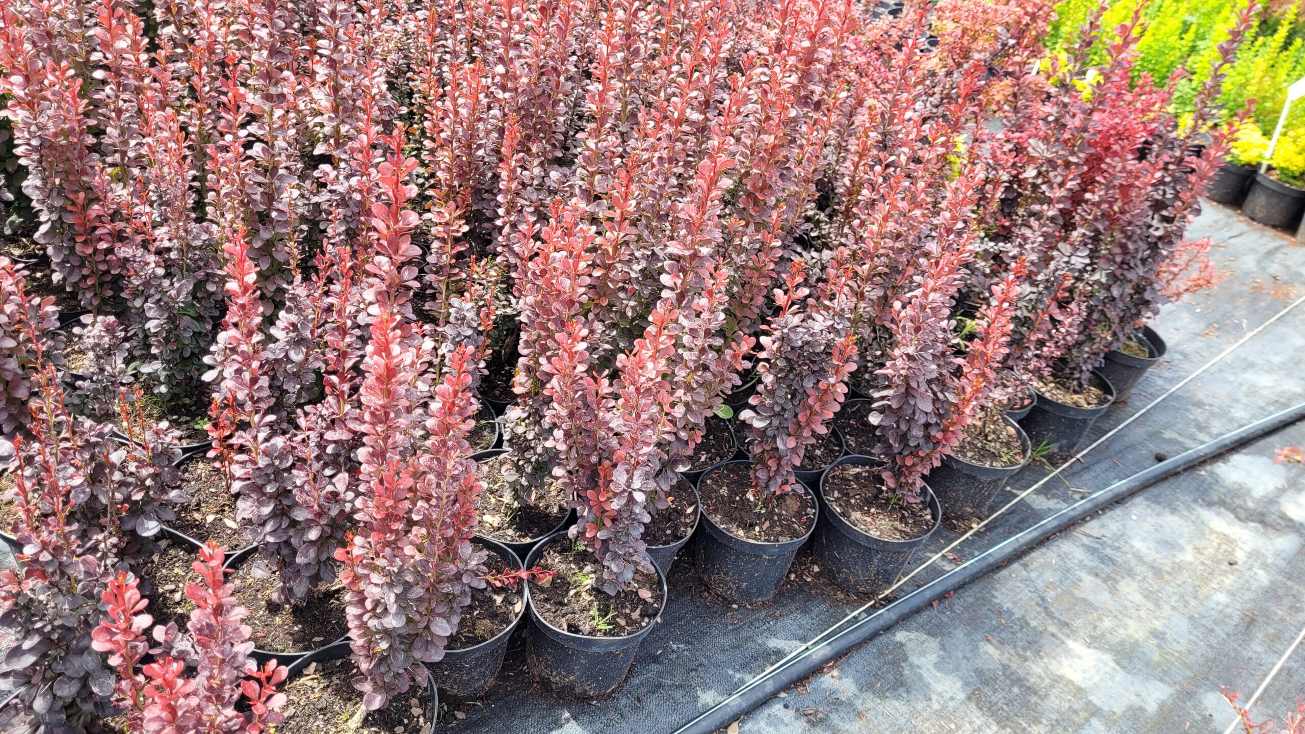 Berberys THUNBERGA RED PILLAR - 3