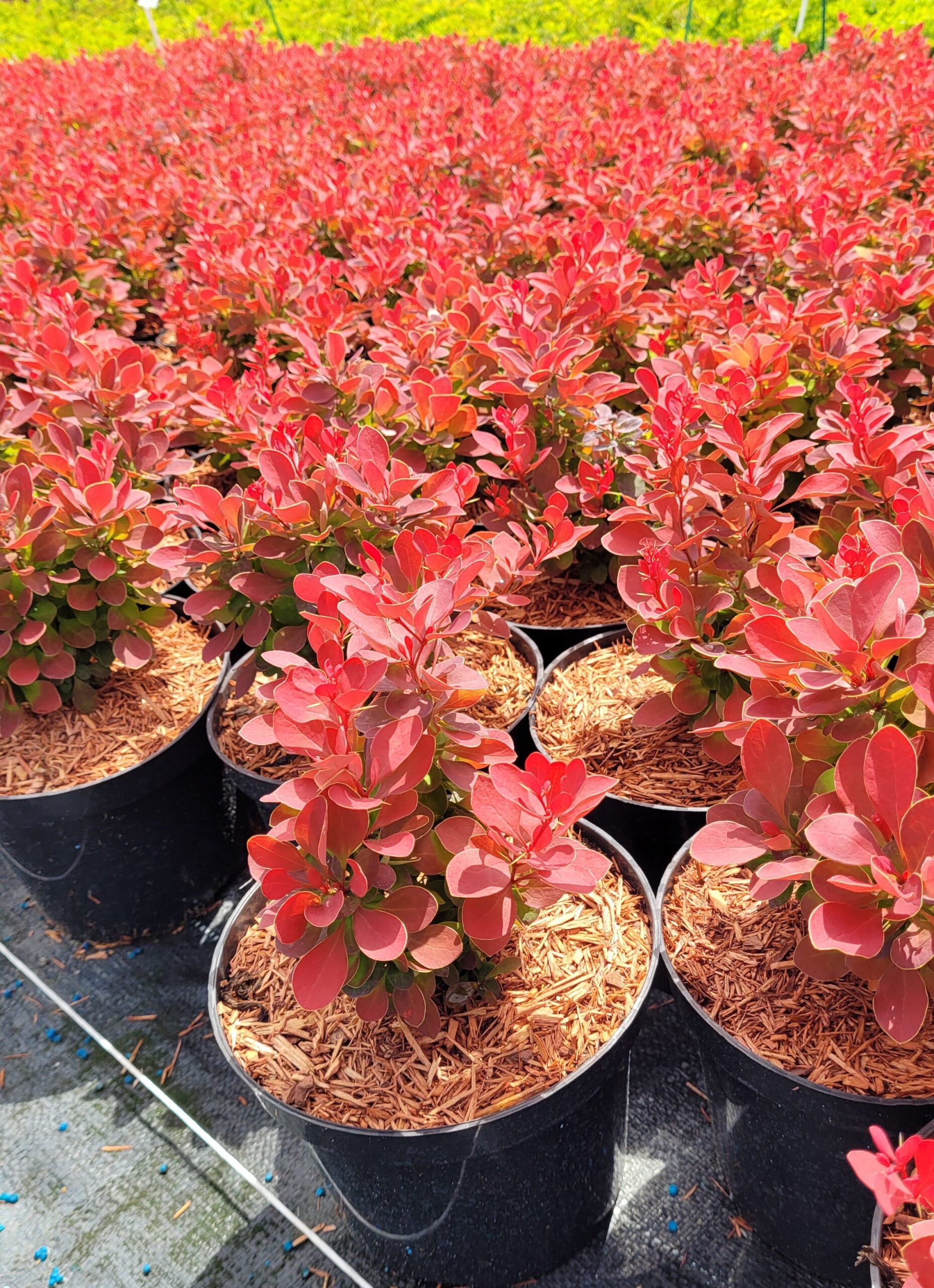 Berberys thunberga RUBY STAR - 6